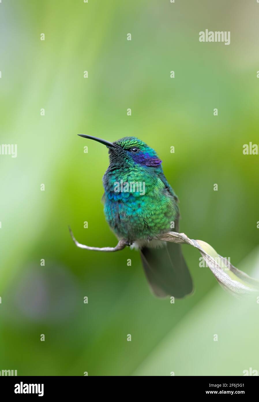 Colibri thalassinus (Colibri thalassinus) perché sur une branche moussue au Costa Rica Banque D'Images