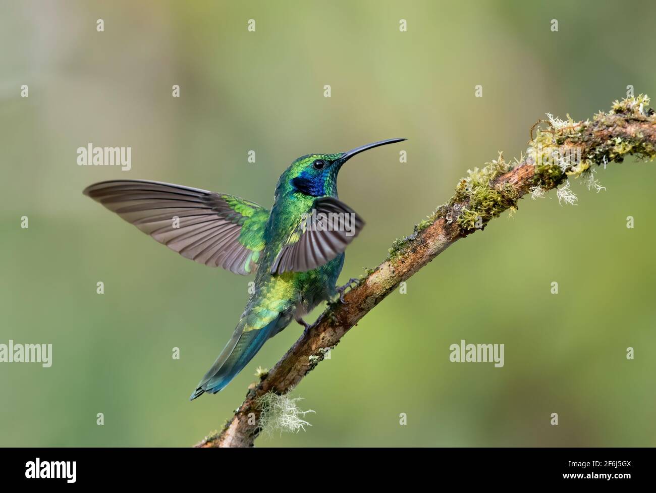 Colibri thalassinus (Colibri thalassinus) perché sur une branche moussue au Costa Rica Banque D'Images