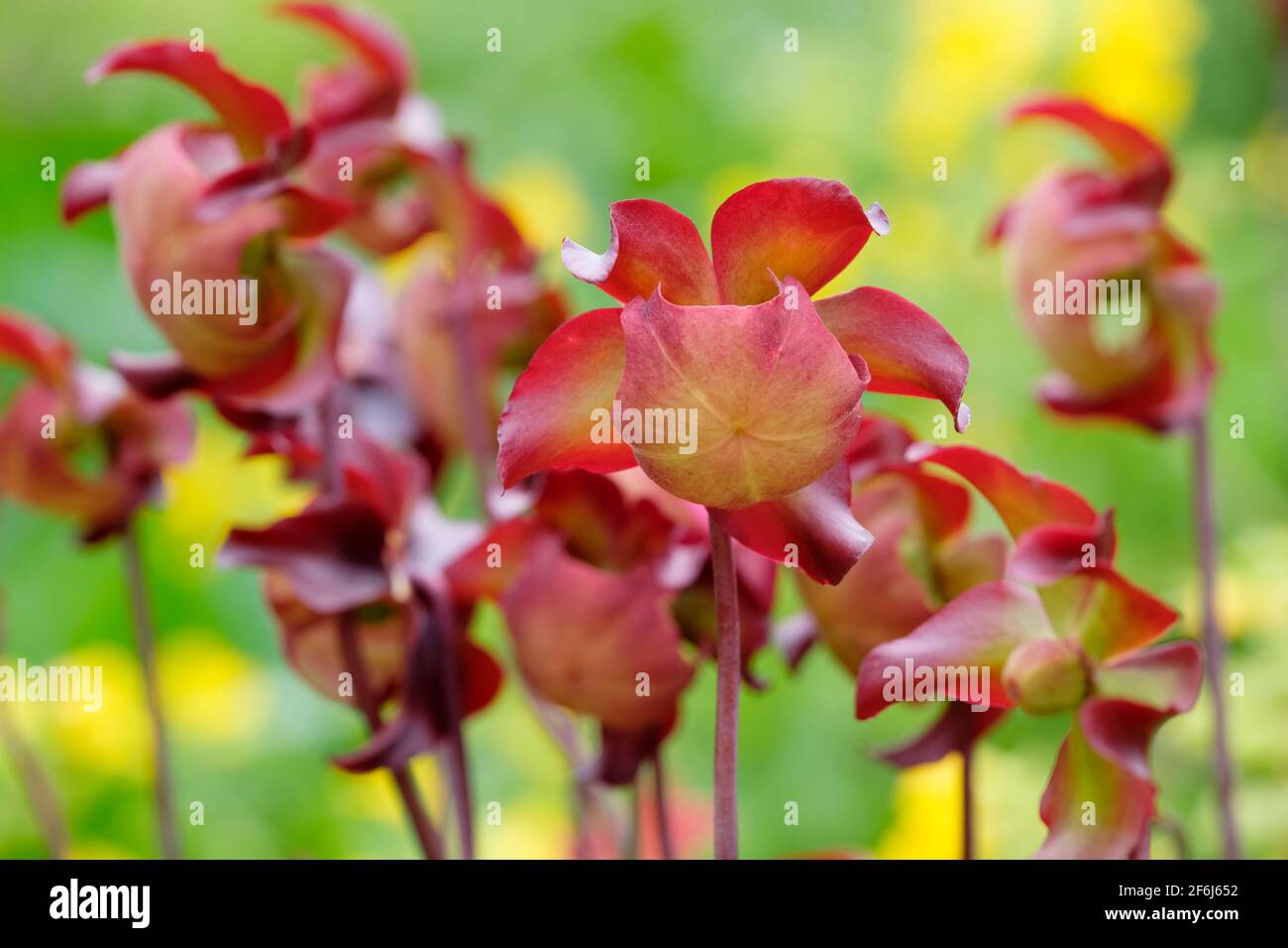 Pitcherplant violet, Fleur de selle (Sarracenia purpurea) - plante de Pitcher en fleur Banque D'Images