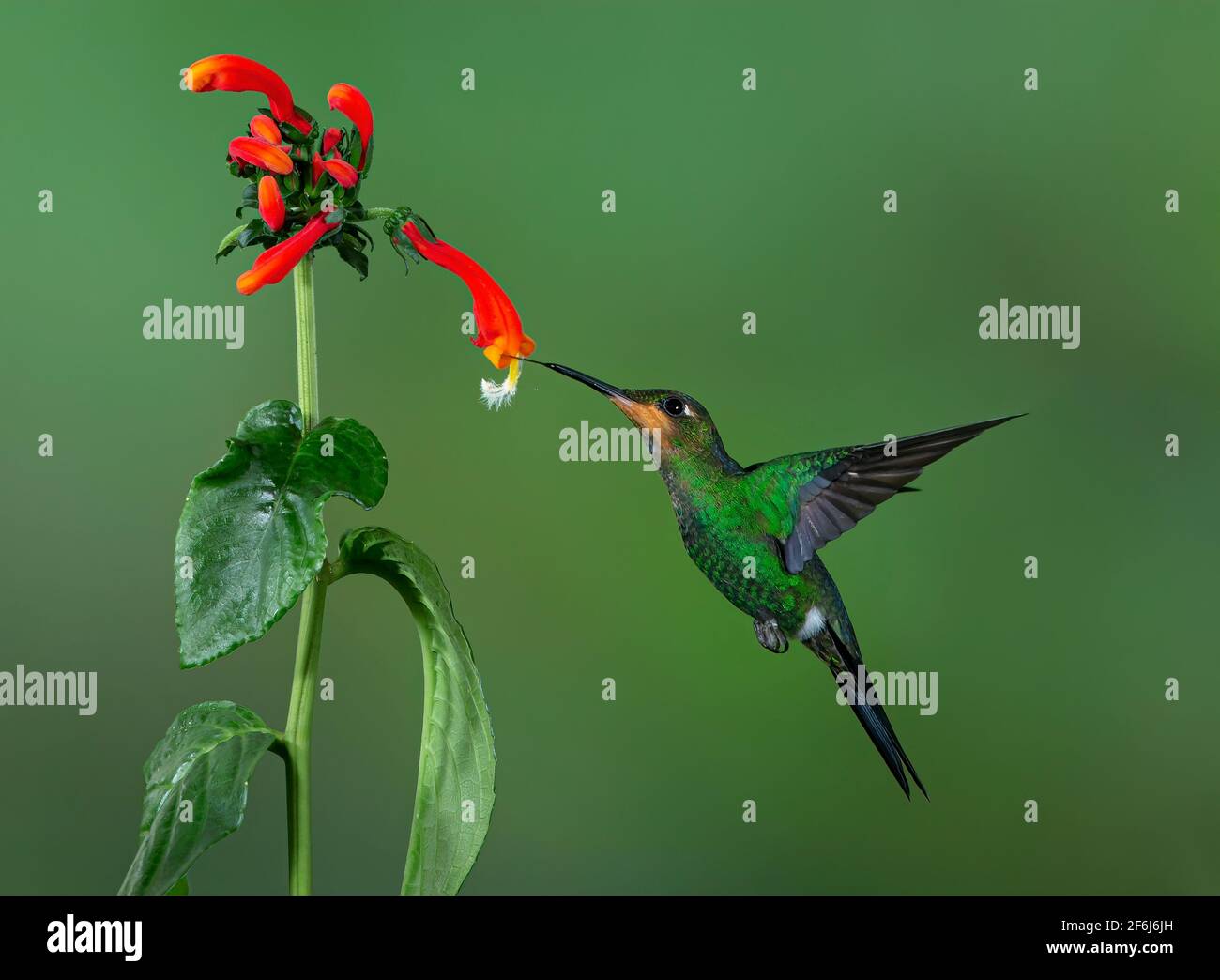 Magnifique colibri perché sur la branche au Costa Rica Banque D'Images