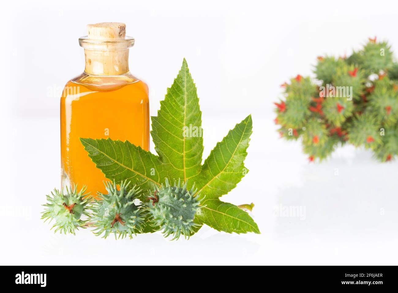 Huile, feuilles et graines de Ricinus communis dans le pot en verre - fond blanc Banque D'Images