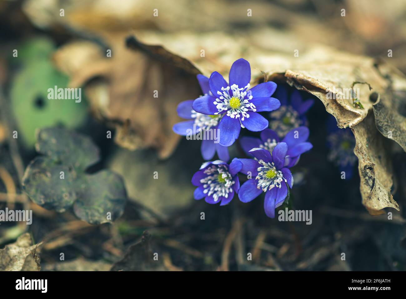 Bleu Anemone hepatica ou Hepatica nobilis, l'hepatica, liverwort, kidneywort, ou pennywort commun, Première fleur de printemps Banque D'Images