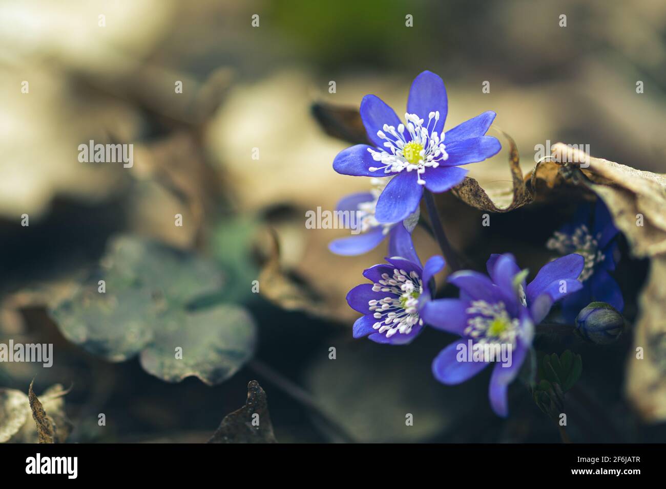 Bleu Anemone hepatica ou Hepatica nobilis, l'hepatica, liverwort, kidneywort, ou pennywort commun, Première fleur de printemps Banque D'Images