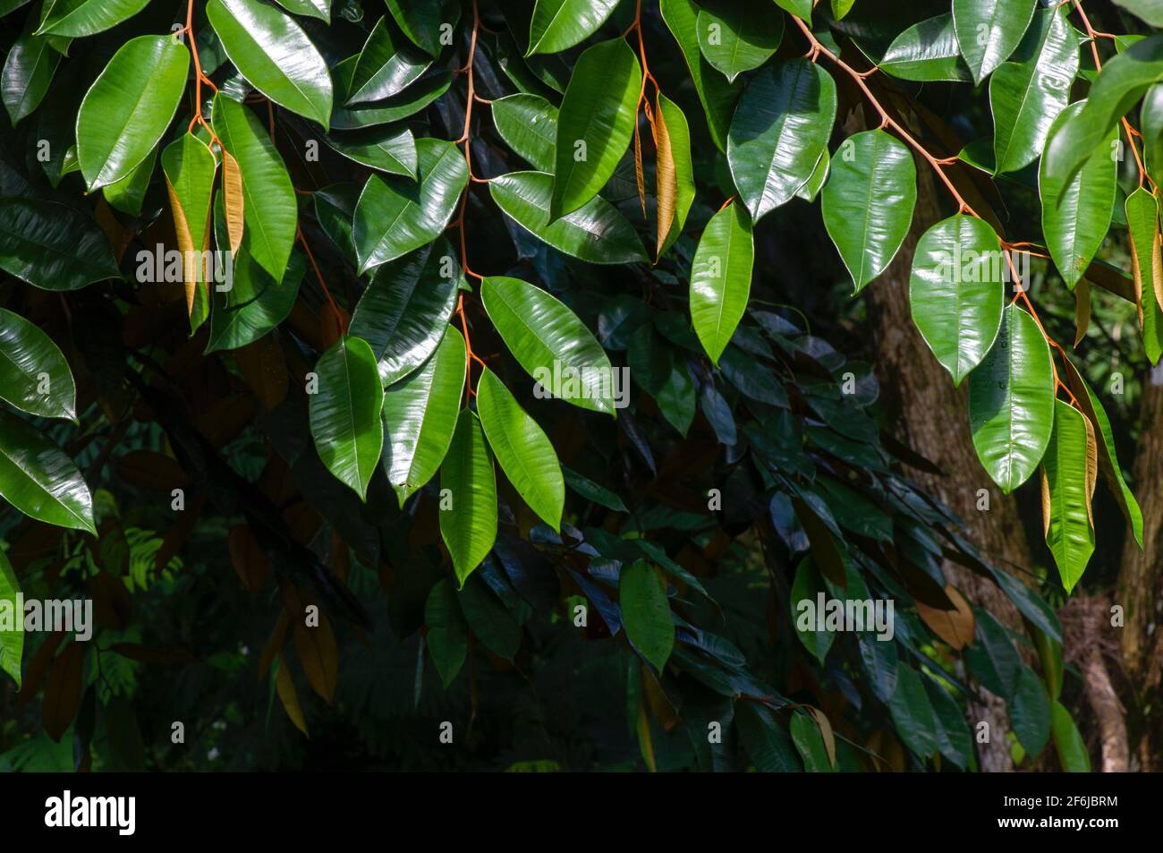 Chrysophyllum cainito, un arbre tropical de la famille des Sapotaceae. Cette plante est également connue sous le nom d'arbre à feuilles dorées, pomme de lait, estrella, aguay, sawo du Banque D'Images