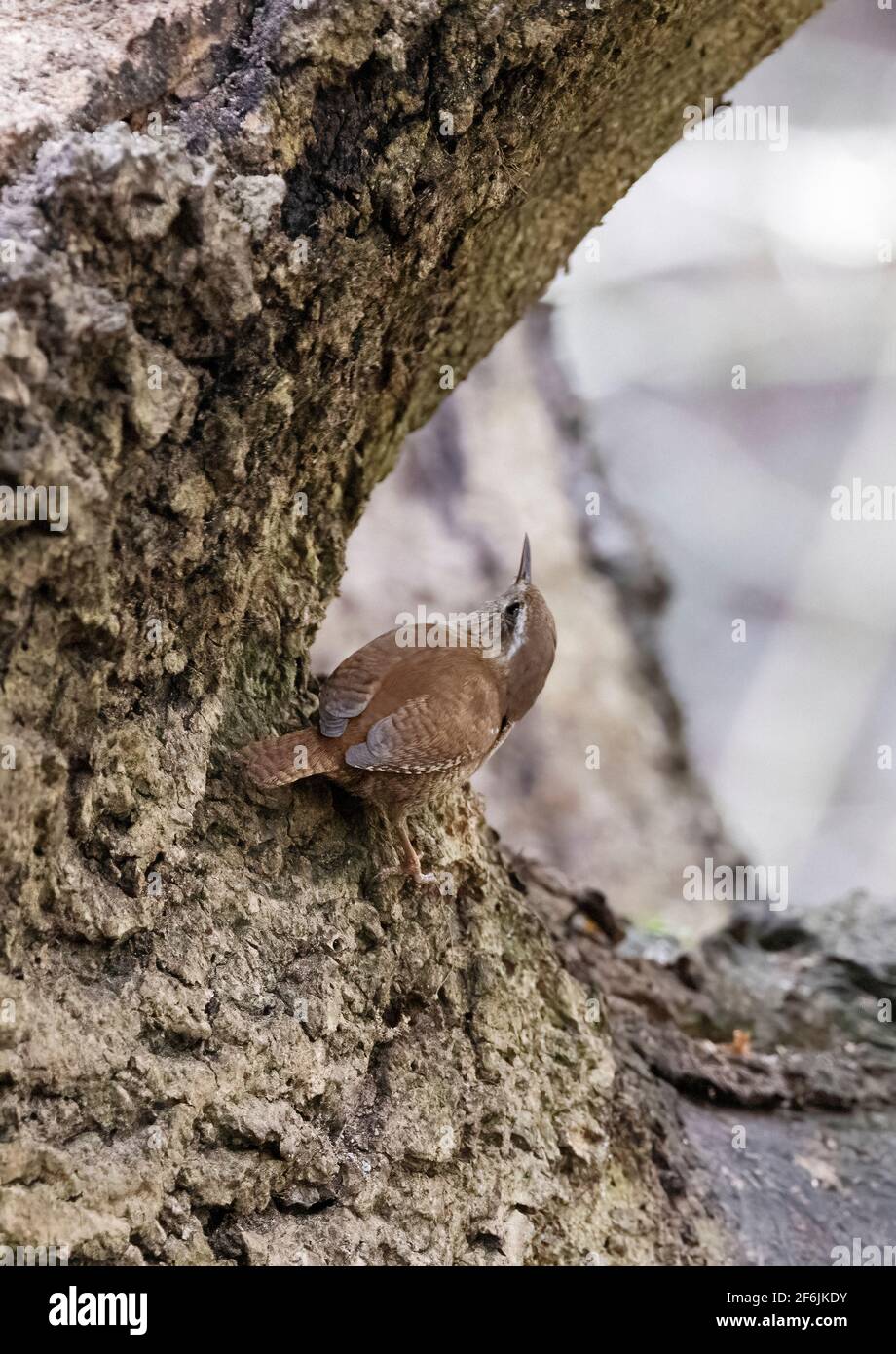 Wren R.-U.; UN wren, ou Wren eurasien, troglodytes troglodytes chasse à la nourriture sur un tronc d'arbre, Lackford Lakes, Suffolk R.-U. Banque D'Images