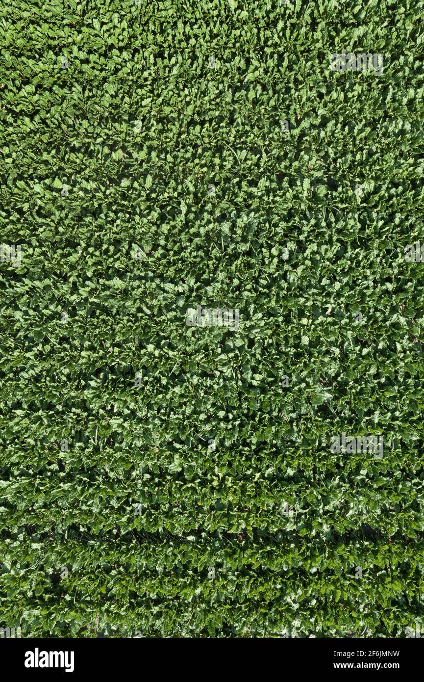 Vue aérienne du champ de betterave à sucre cultivé depuis drone pov, vue de dessus des cultures de racines Banque D'Images