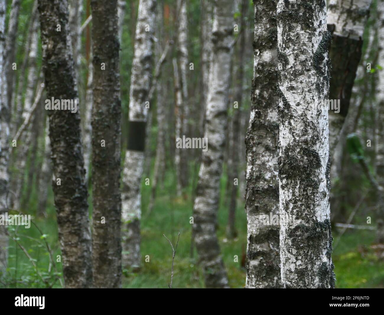 troncs minces de bouleau dans une forêt humide Banque D'Images