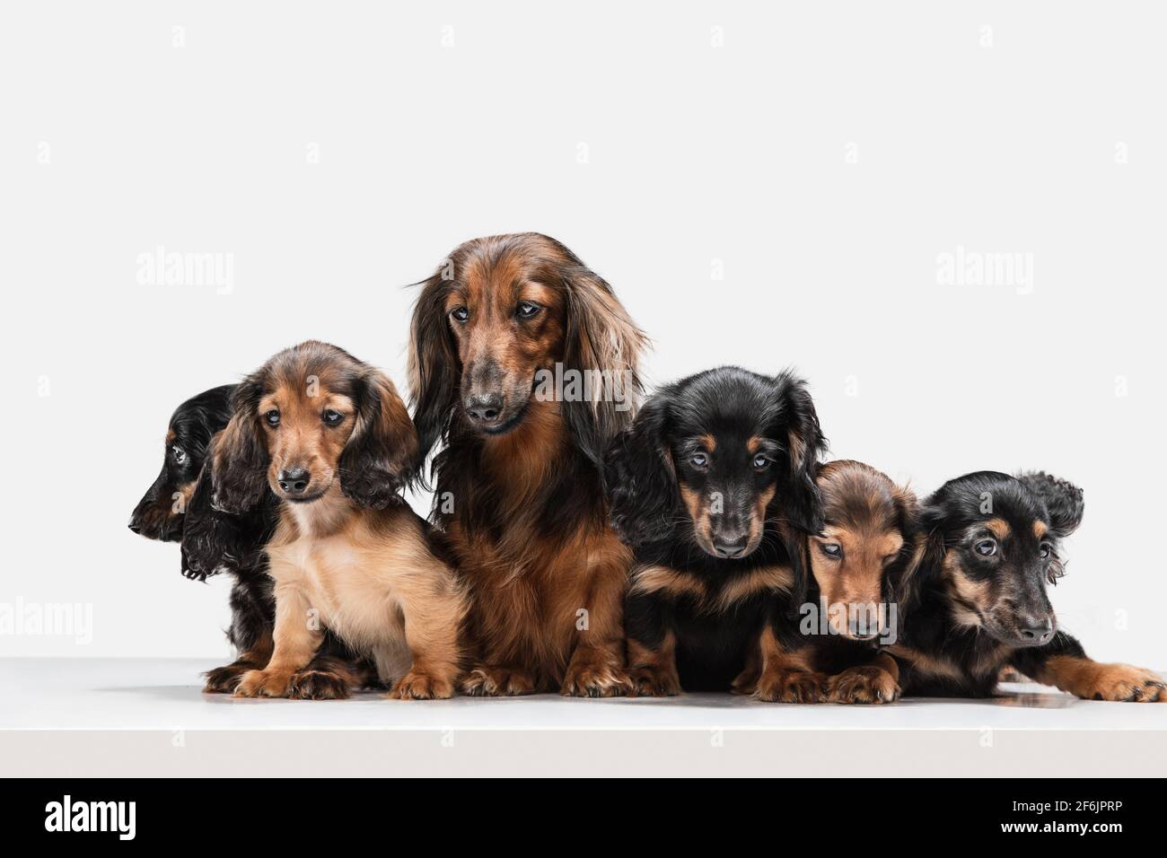 Chiots mignons, chiens de dachshund posant isolés sur fond blanc Banque D'Images