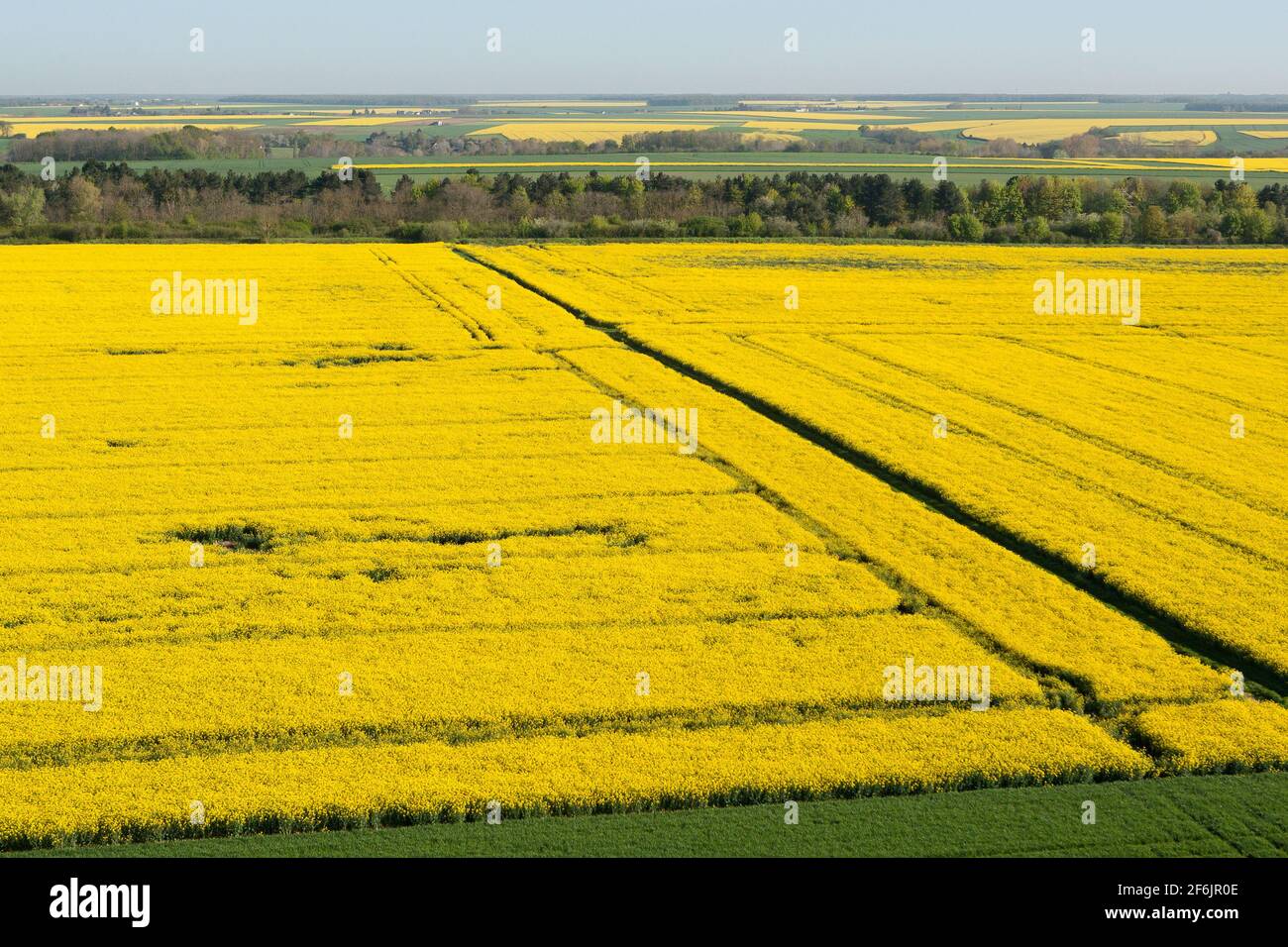 Vue aérienne des champs de colza jaune dans le département de l'Eure-et-Loir dans la région Centre-Val de Loire, France. Banque D'Images