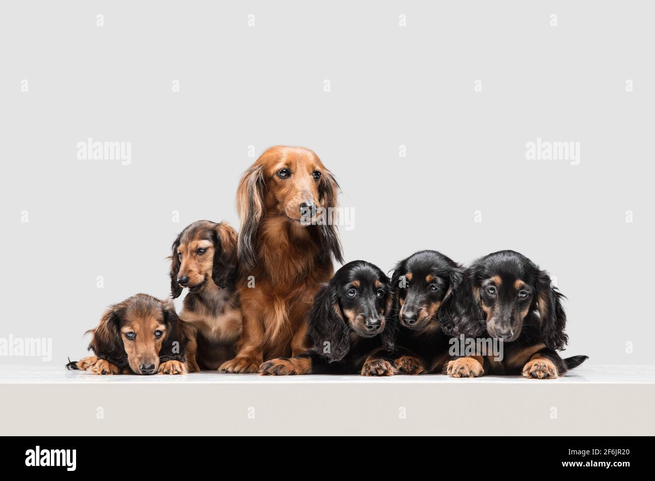 Chiots mignons, chiens de dachshund posant isolés sur fond blanc Banque D'Images