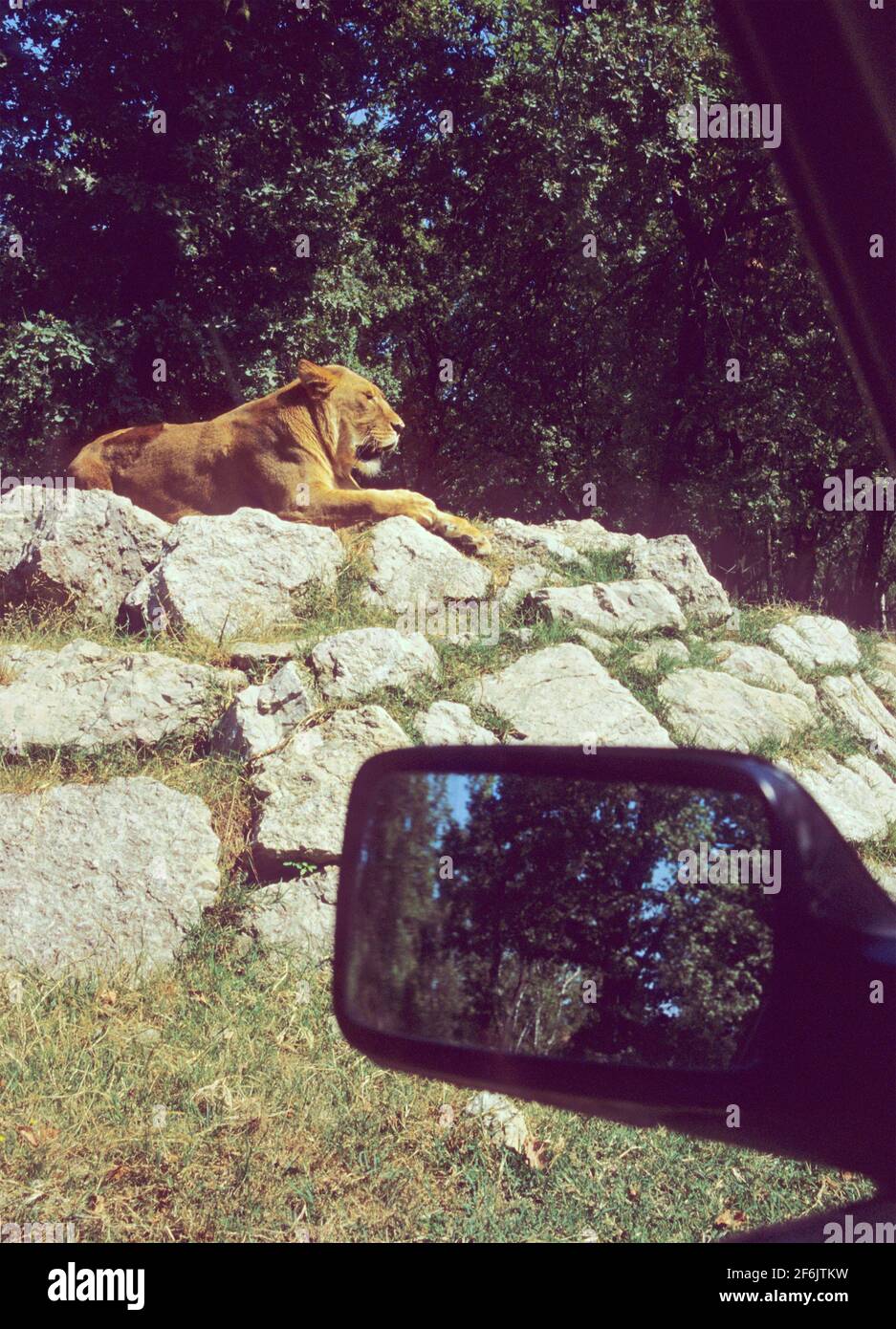Un lion vu par la fenêtre d'une voiture dans le parc safari à Varallo Pombia, Piémont , Italie Banque D'Images
