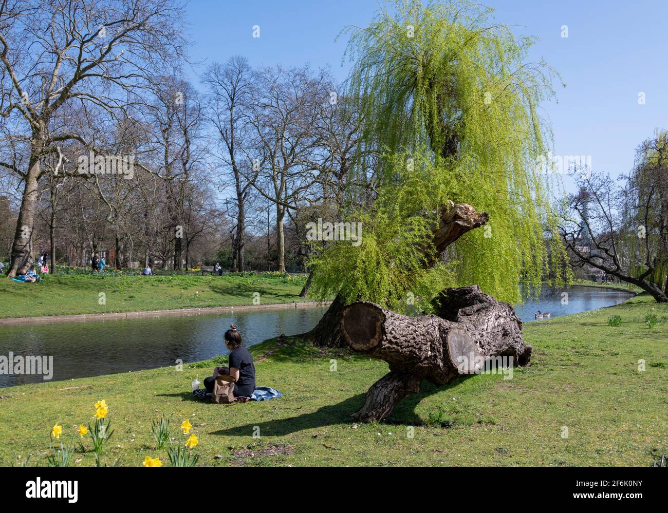 Regent's Park London dame du Royaume-Uni assise près d'un grand tronc d'arbre et grand saule pleureux et lac Banque D'Images