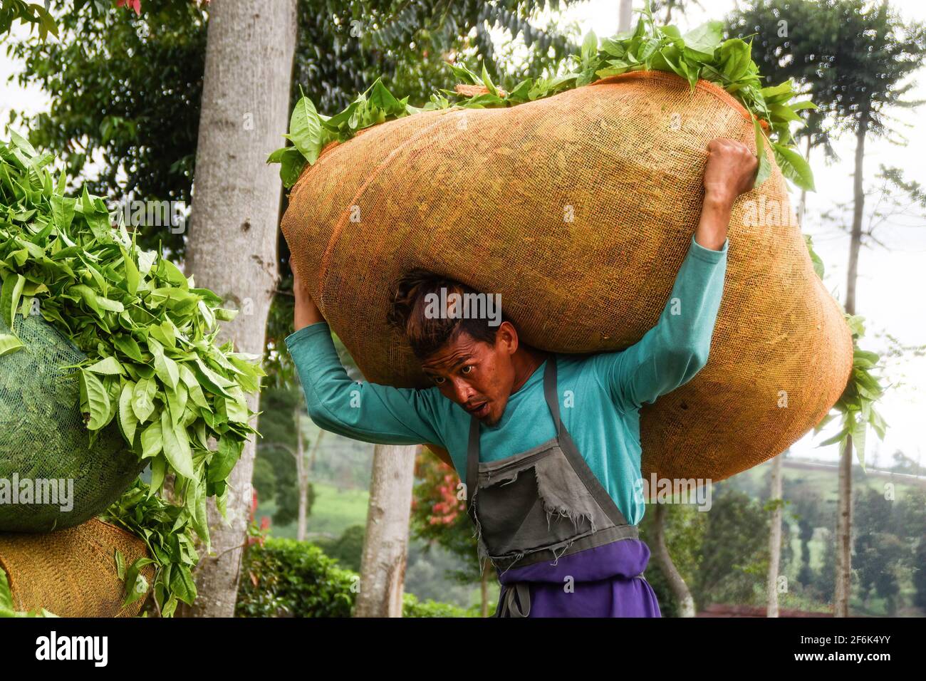 Ciwidey, Indonésie. 1er avril 2021. Un ouvrier transportant des feuilles de thé fraîchement récoltées à Gambung. Institut de recherche pour le thé et le Cinchona (PPTK) Gambung produit actuellement du thé noir et du thé vert qui sont prêts à être exportés à l'étranger. Institut de recherche pour le thé et le Cinchona (PPTK) Gambung produit actuellement du thé noir et du thé vert qui sont prêts à être exportés à l'étranger. Crédit : SOPA Images Limited/Alamy Live News Banque D'Images
