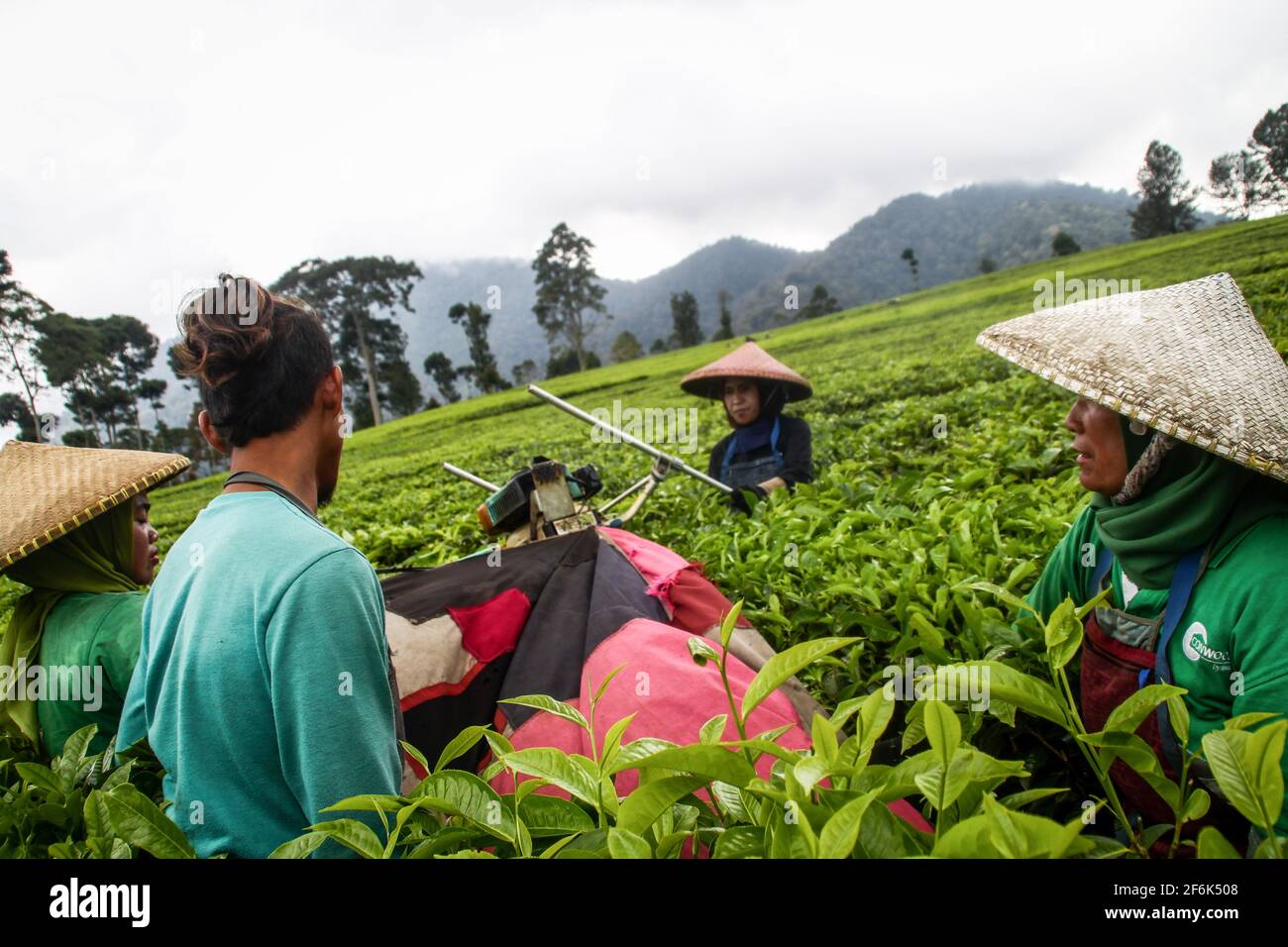 Ciwidey, Indonésie. 1er avril 2021. Les travailleurs collectent les feuilles de thé fraîchement récoltées à Gambung. Institut de recherche pour le thé et le Cinchona (PPTK) Gambung produit actuellement du thé noir et du thé vert qui sont prêts à être exportés à l'étranger. Institut de recherche pour le thé et le Cinchona (PPTK) Gambung produit actuellement du thé noir et du thé vert qui sont prêts à être exportés à l'étranger. Crédit : SOPA Images Limited/Alamy Live News Banque D'Images