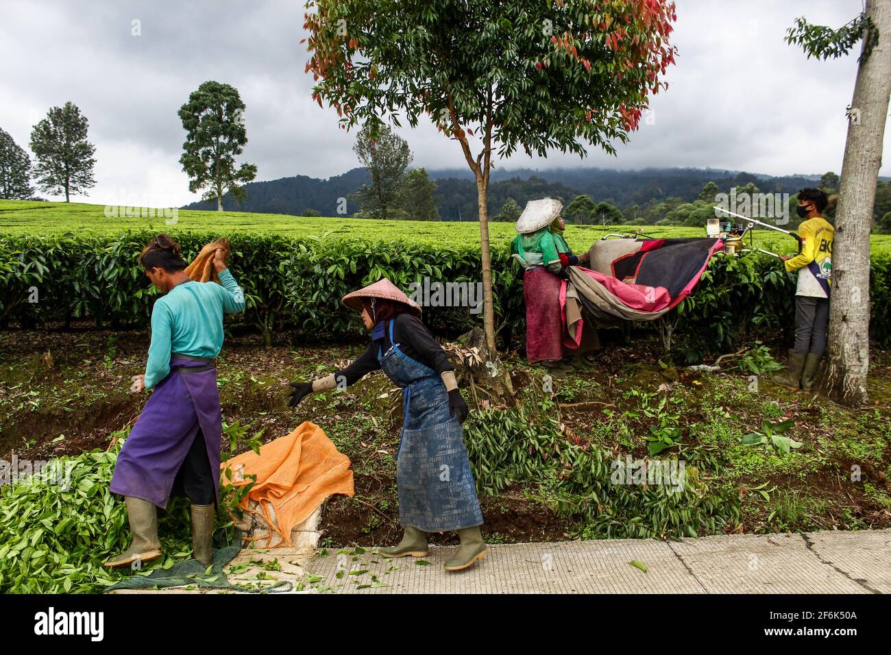 Ciwidey, Indonésie. 1er avril 2021. Les travailleurs collectent les feuilles de thé fraîchement récoltées à Gambung. Institut de recherche pour le thé et le Cinchona (PPTK) Gambung produit actuellement du thé noir et du thé vert qui sont prêts à être exportés à l'étranger. Institut de recherche pour le thé et le Cinchona (PPTK) Gambung produit actuellement du thé noir et du thé vert qui sont prêts à être exportés à l'étranger. Crédit : SOPA Images Limited/Alamy Live News Banque D'Images