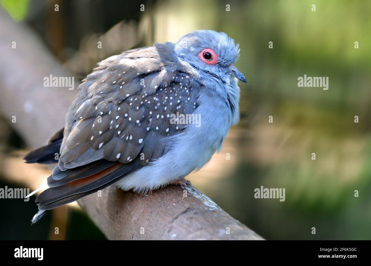 Dove de diamant - Geopelia cuneata. Oiseau assis sur la branche de l'arbre. Petit pigeon gris vivant en Australie. Banque D'Images