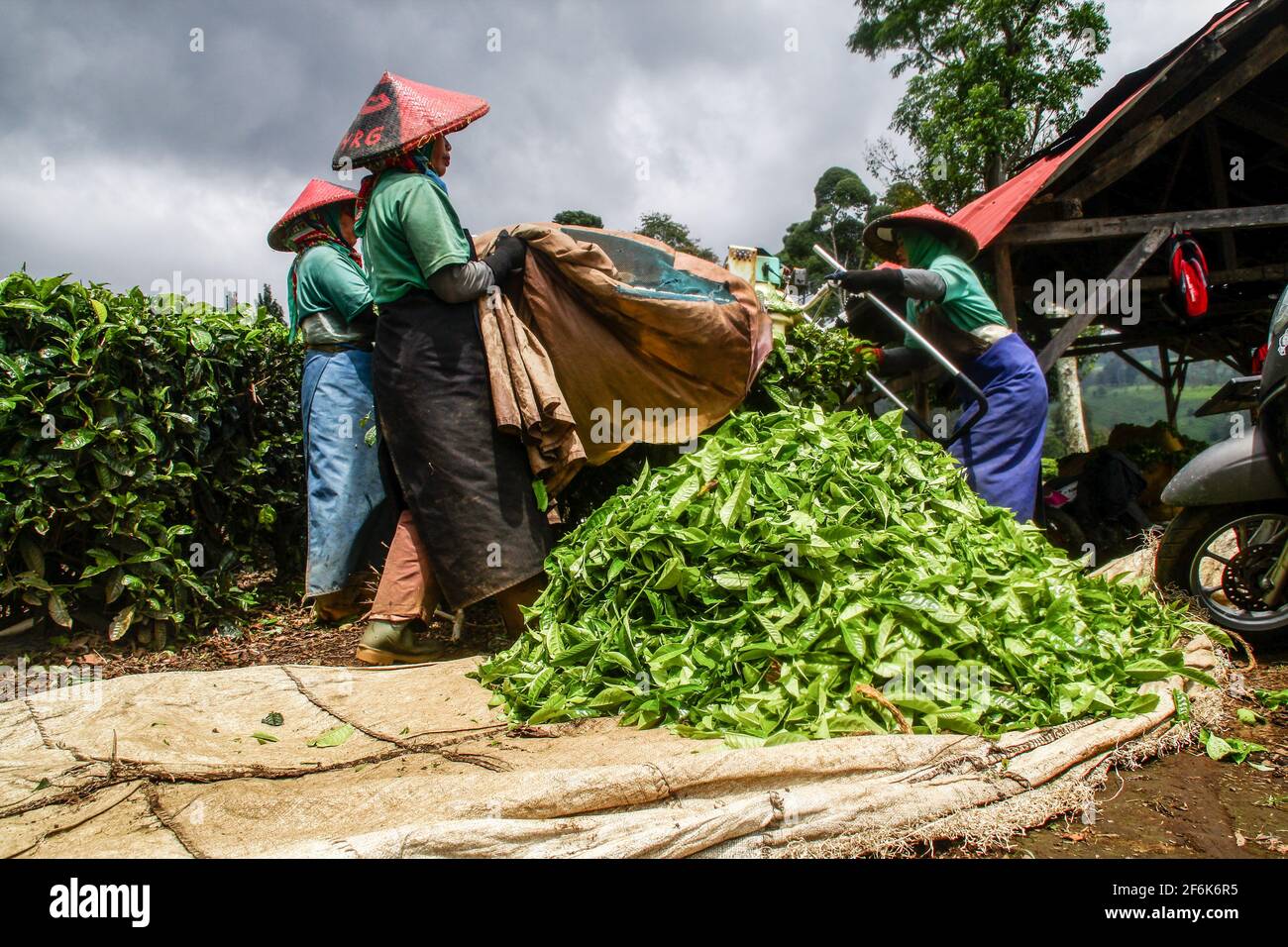 Les travailleurs collectent les feuilles de thé fraîchement récoltées à Gambung. Institut de recherche pour le thé et le Cinchona (PPTK) Gambung produit actuellement du thé noir et du thé vert qui sont prêts à être exportés à l'étranger. (Photo d'Algi Febri Sugita / SOPA Images / Sipa USA) Banque D'Images