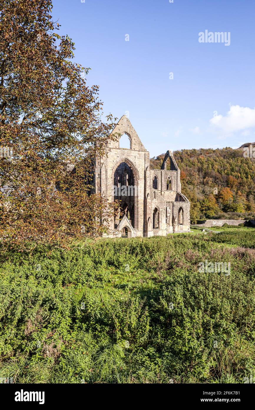 Abbaye de Tintern, abbaye cistercienne du XIIe siècle sur les rives de la rivière Wye à Tintern, Monbucshire, pays de Galles, Royaume-Uni Banque D'Images