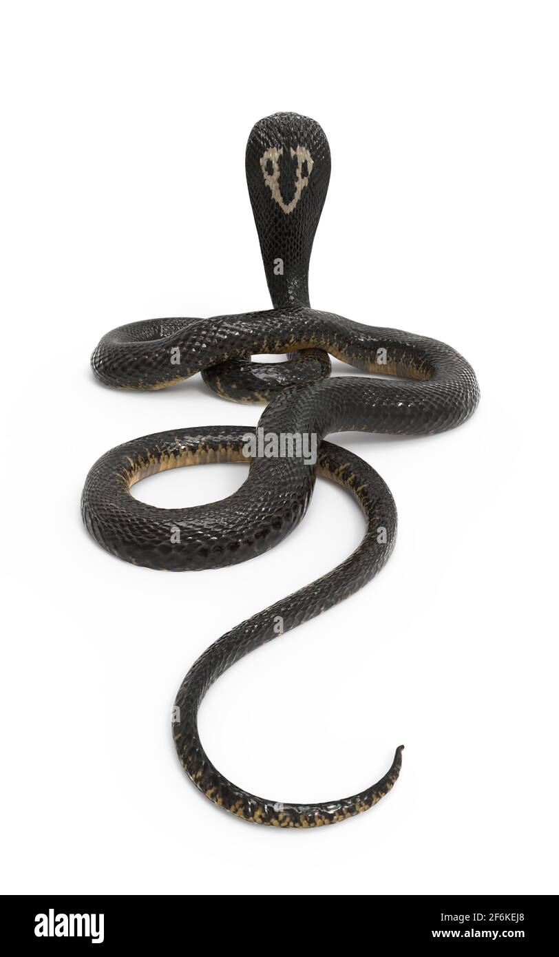 3d illustration King Cobra le serpent venimeux le plus long du monde isolé sur fond blanc, King Cobra Snake, 3D Rendering Banque D'Images