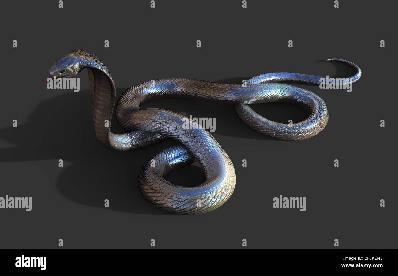 illustration 3d King Cobra le serpent venimeux le plus long au monde isolé sur fond noir, King Cobra Snake, rendu 3d Banque D'Images