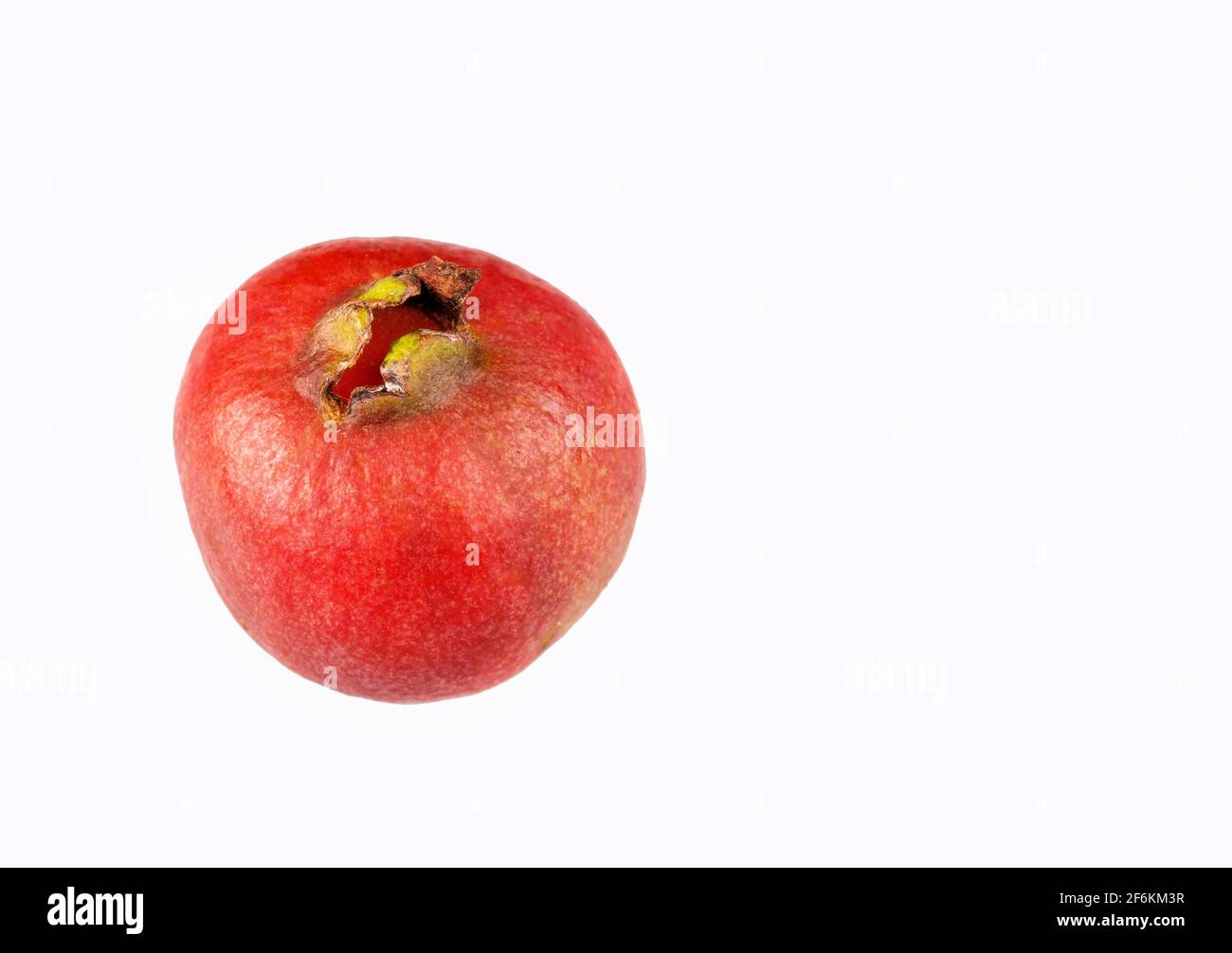 Psidium cattleianum - Cattley guava. Espace de texte Banque D'Images