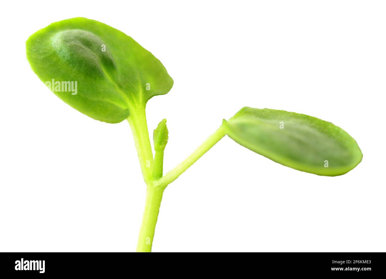 Macro-shot de semis de printemps à petite croissance isolé sur fond blanc. Banque D'Images