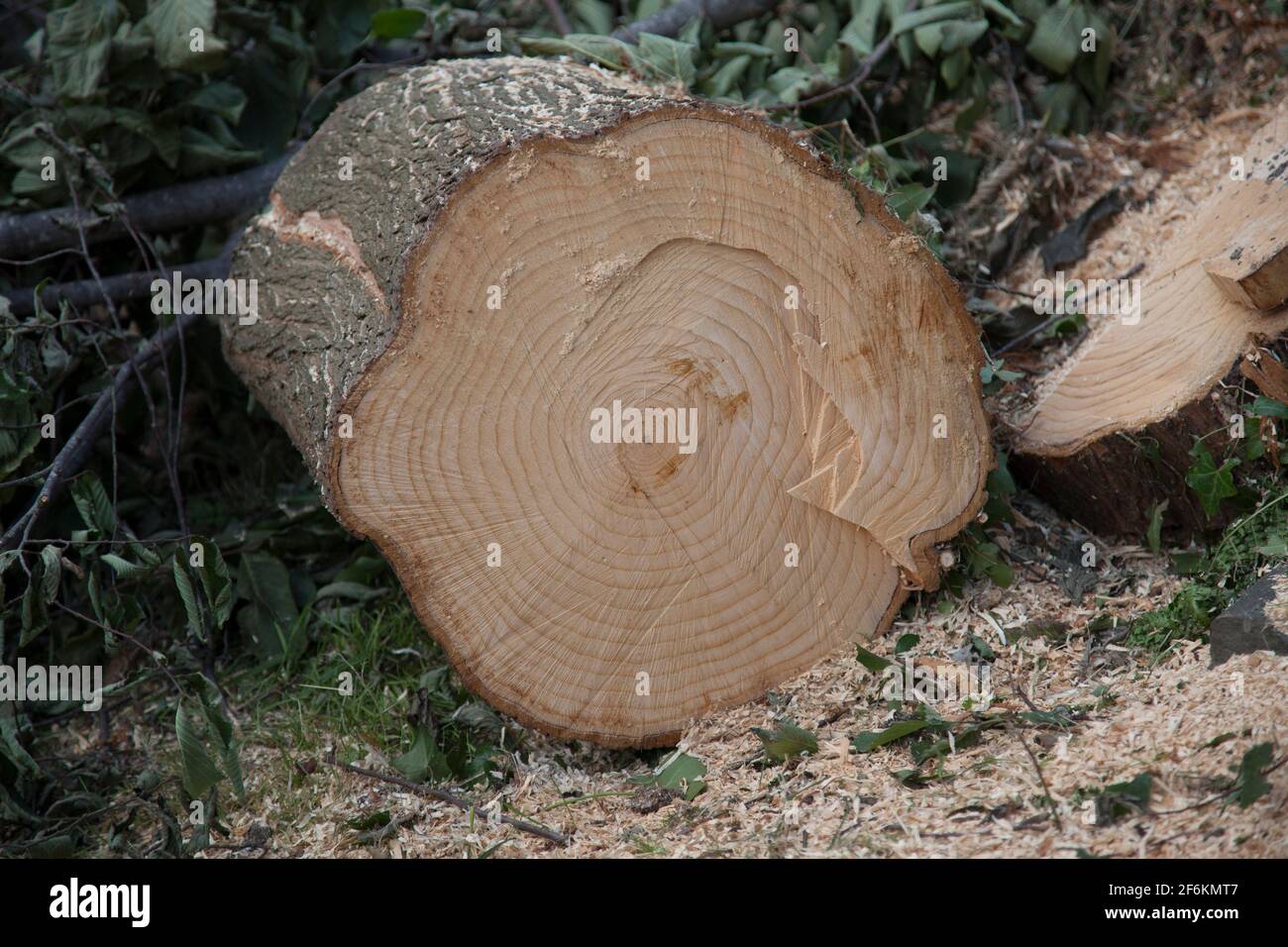 Une bûche fraîchement coupée posée sur le sol, montrant les différents anneaux de croissance Banque D'Images