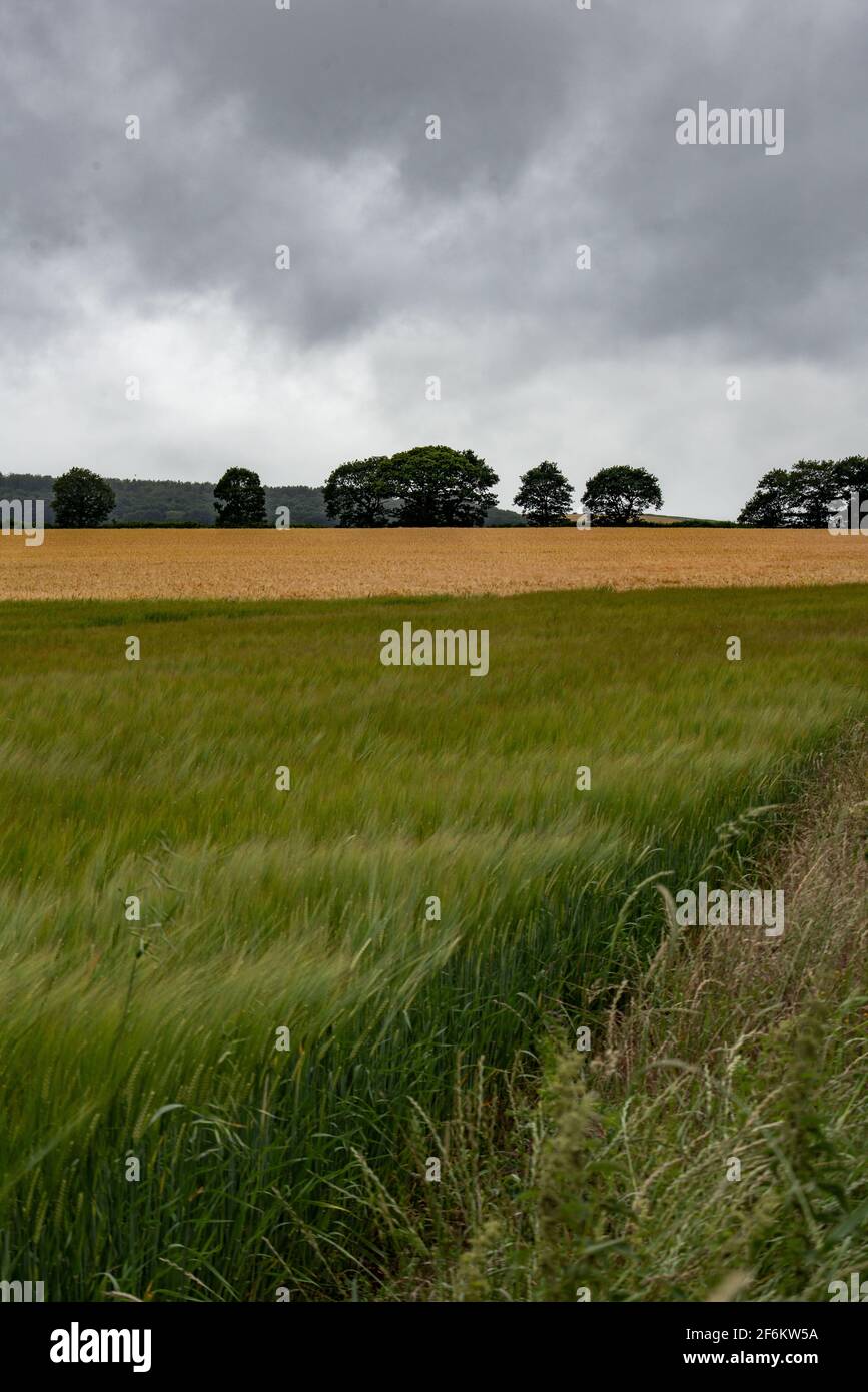Terres agricoles à Howell Woods Banque D'Images