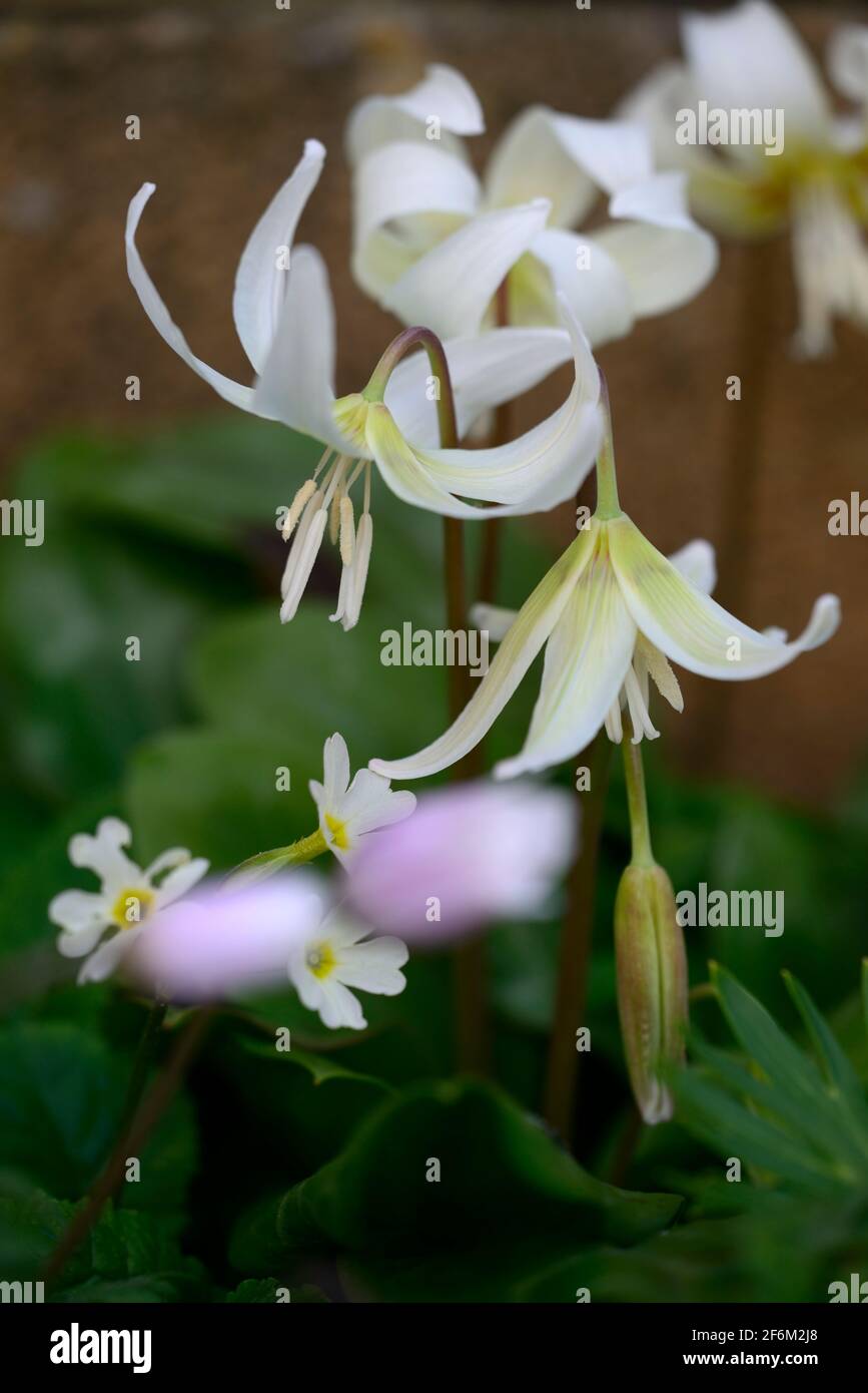 erythronium californicum white beauty,fleurs blanches,jardin boisé,ombre,ombragé,bois,dent de chien violet,printemps,fleurs,fleur,fleur,primula Banque D'Images