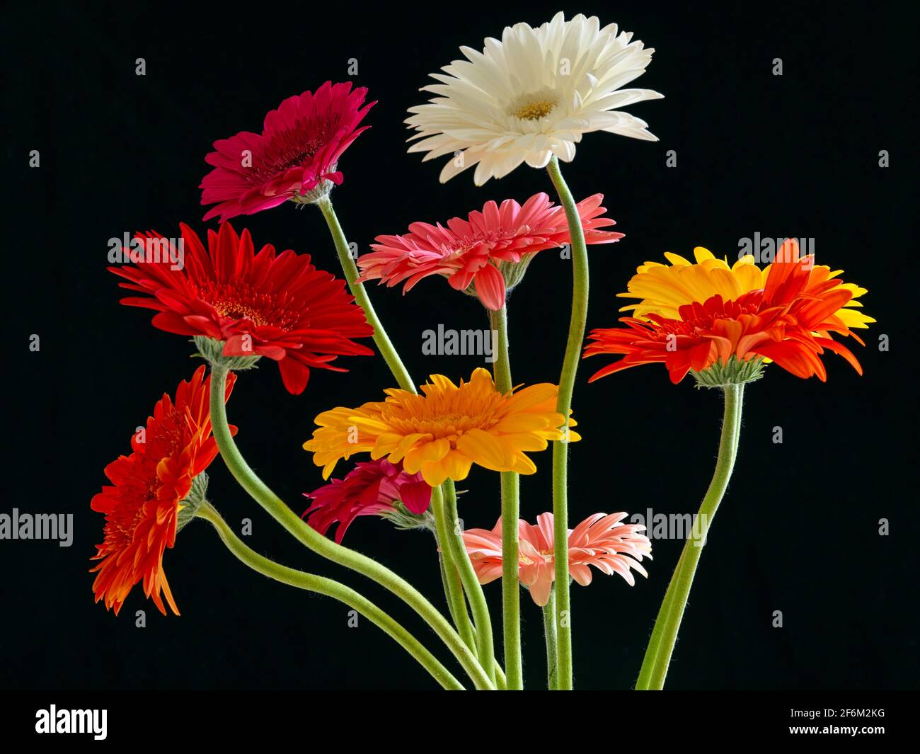 Arrangement floral coloré de Gerbera (Asteraceae). Gerbera est originaire des régions tropicales d'Amérique du Sud, d'Afrique et d'Asie Banque D'Images