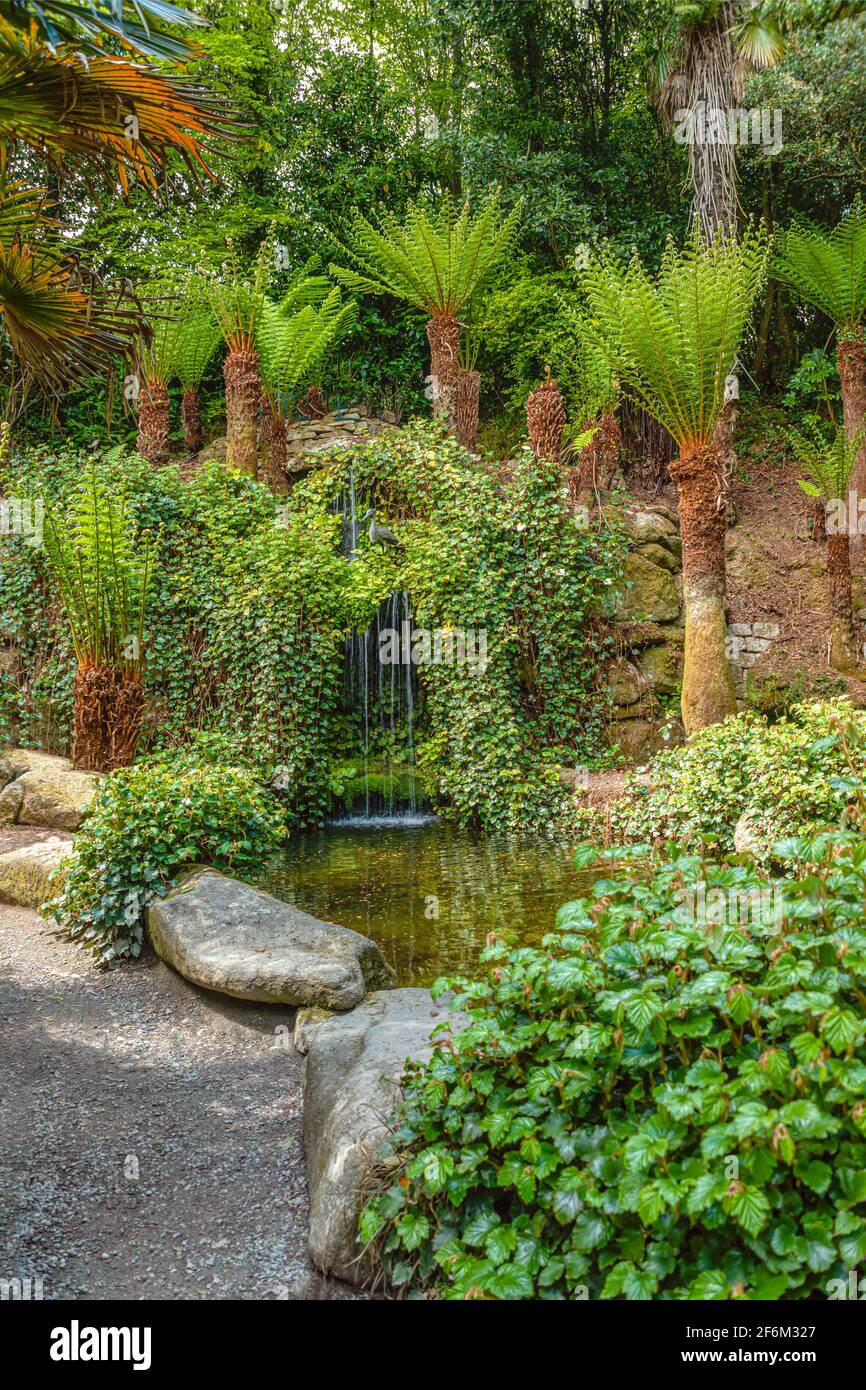 Jardin aquatique subtropical au centre de Trebah Garden, Cornwall, Angleterre, Royaume-Uni Banque D'Images