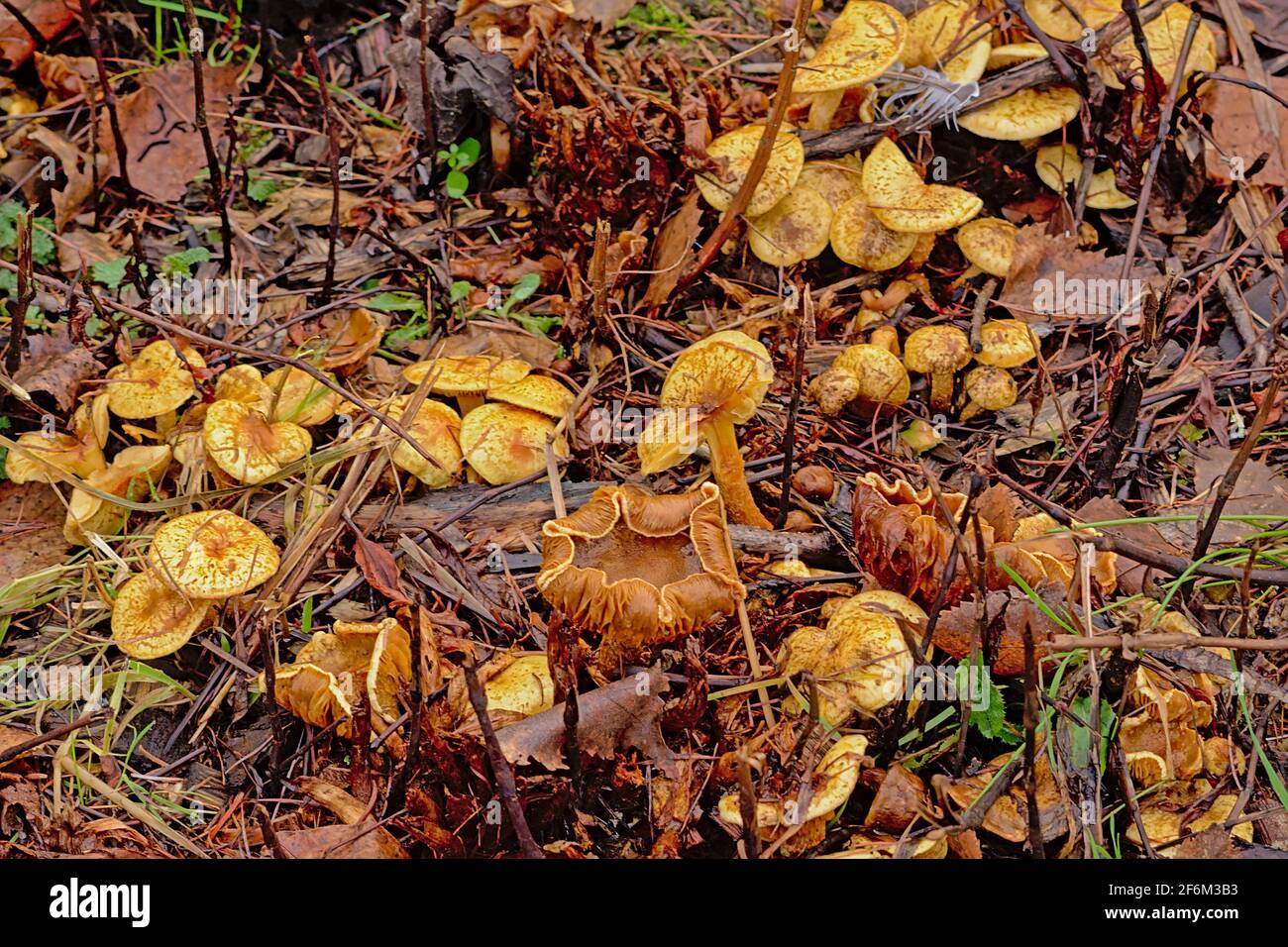 Vieux champignons chanterelles en décomposition avec bouchons courbes sur la forêt sol Banque D'Images
