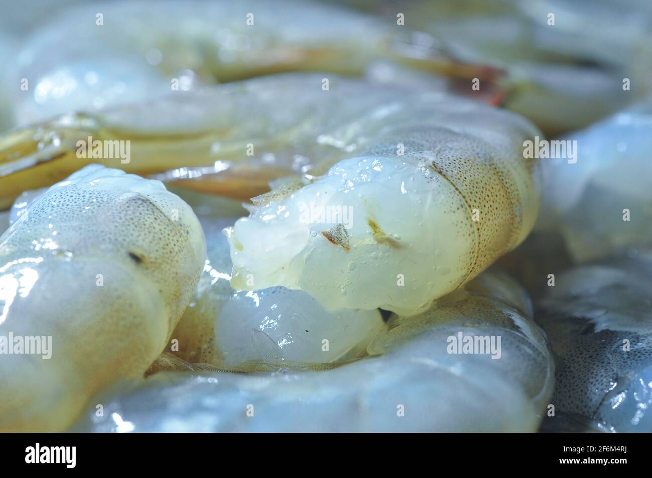 Crevettes fraîches crues. Résumé de la nourriture. Gros plan. Banque D'Images
