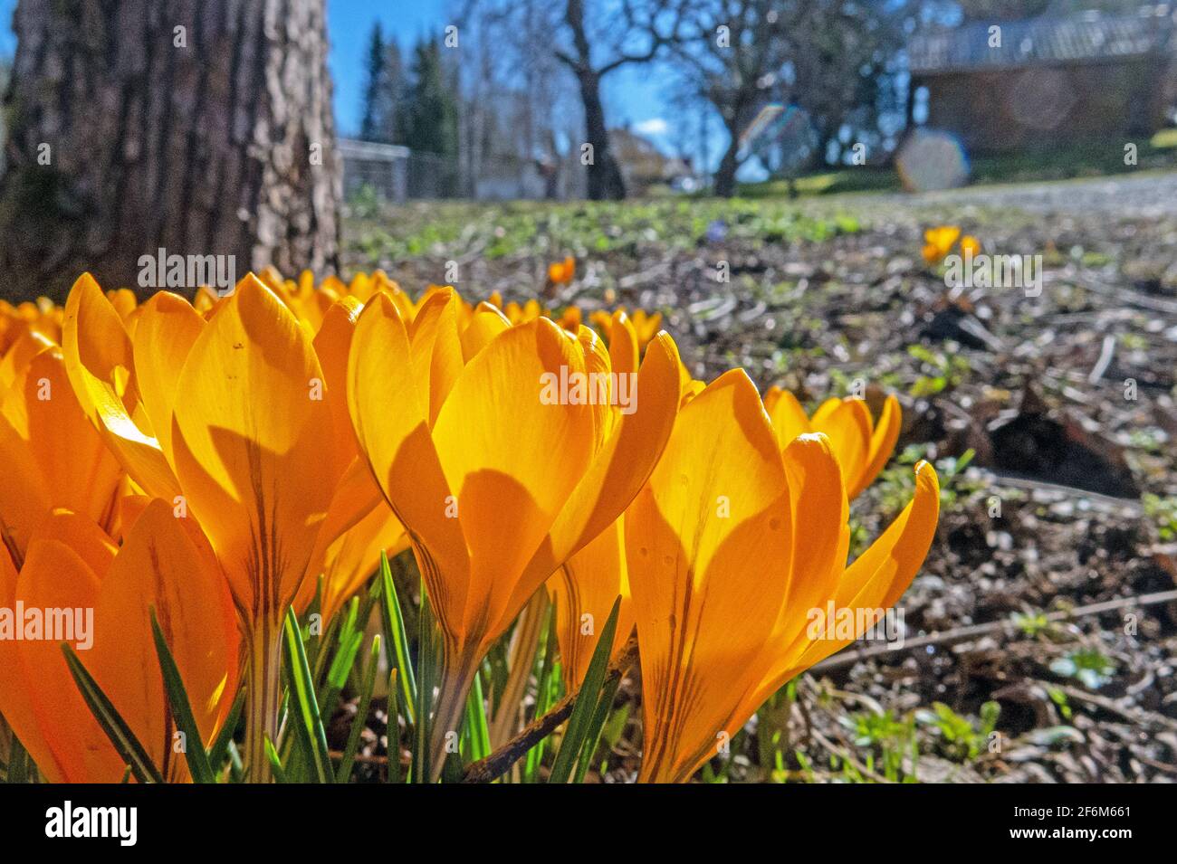 Groupe de crocus vernus jaunes Banque D'Images