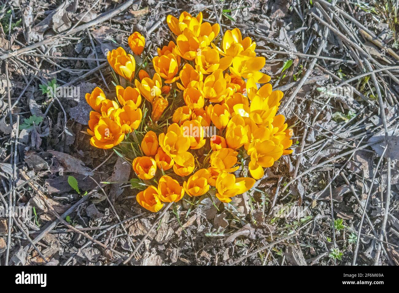 Groupe de crocus vernus jaunes Banque D'Images