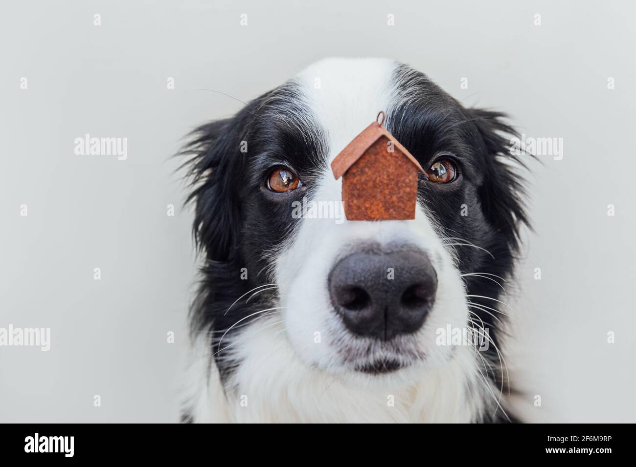 Portrait drôle de mignon chien chiot bordure collie tenant miniature jouet maison modèle sur le nez isolé sur fond blanc. Biens immobiliers hypothécaires s Banque D'Images