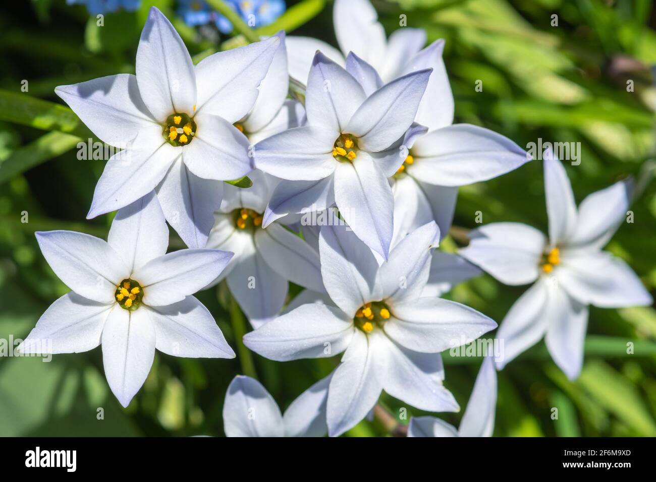 Ipheion uniflorum blanc étoiles fleurs, également appelé la fleur d'étoiles de printemps, pendant le mois de mars, Angleterre, Royaume-Uni Banque D'Images