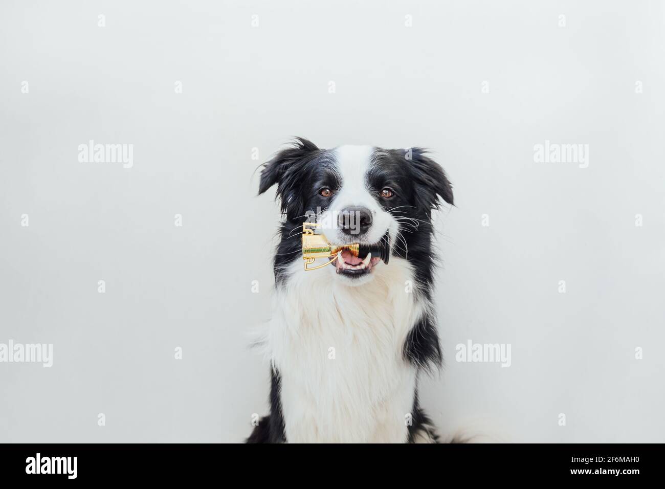 Joli chien bordure collie tenant miniature champion coupe trophée dans la bouche isolé sur fond blanc. Champion gagnant chien drôle. Victoire d'abord pla Banque D'Images