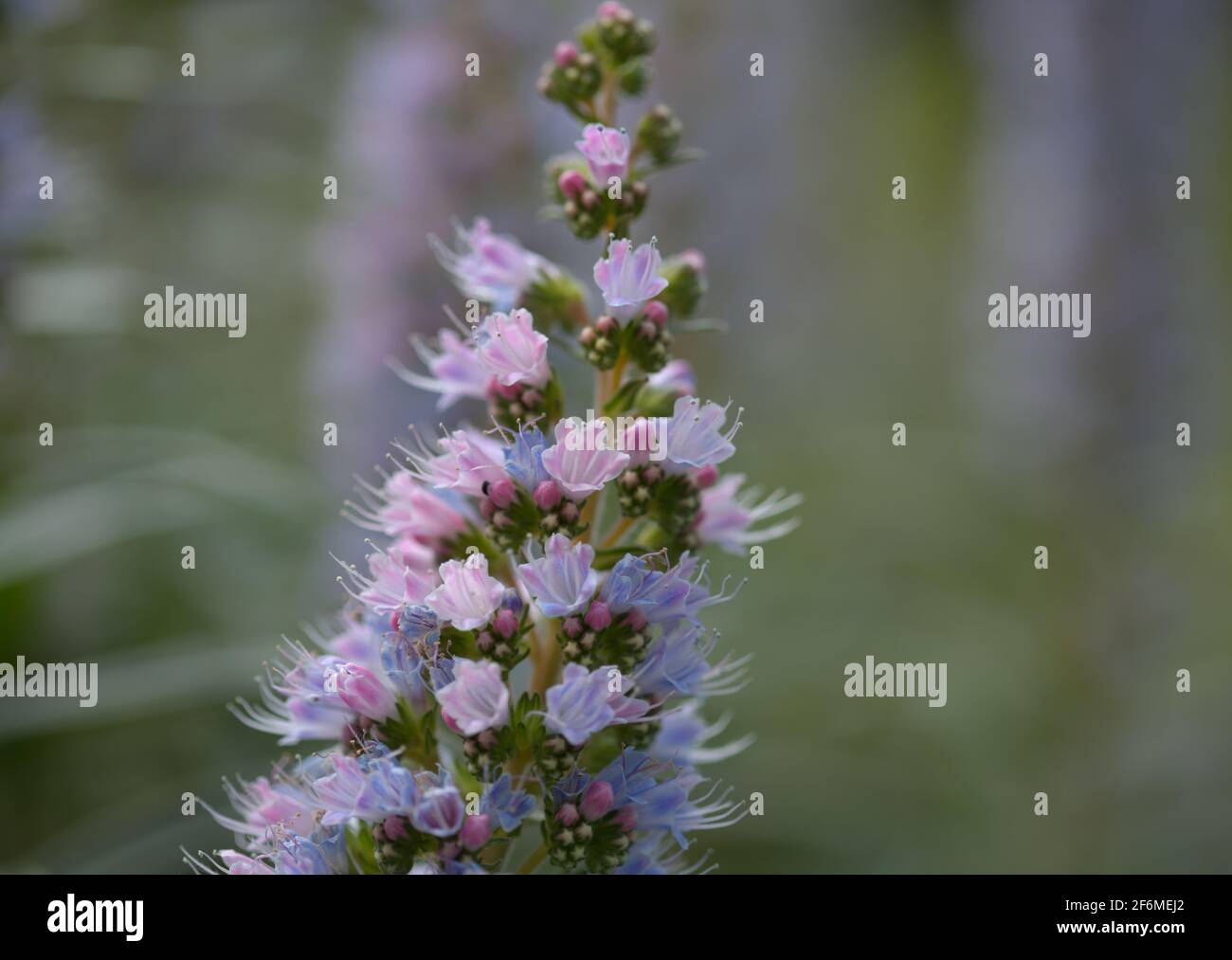 Flore de Gran Canaria - Echium callithyrsum, bugloss bleu de Gran Canaria ou de Tentenguada, endémique et vulnérable plante naturelle macro florale backgr Banque D'Images