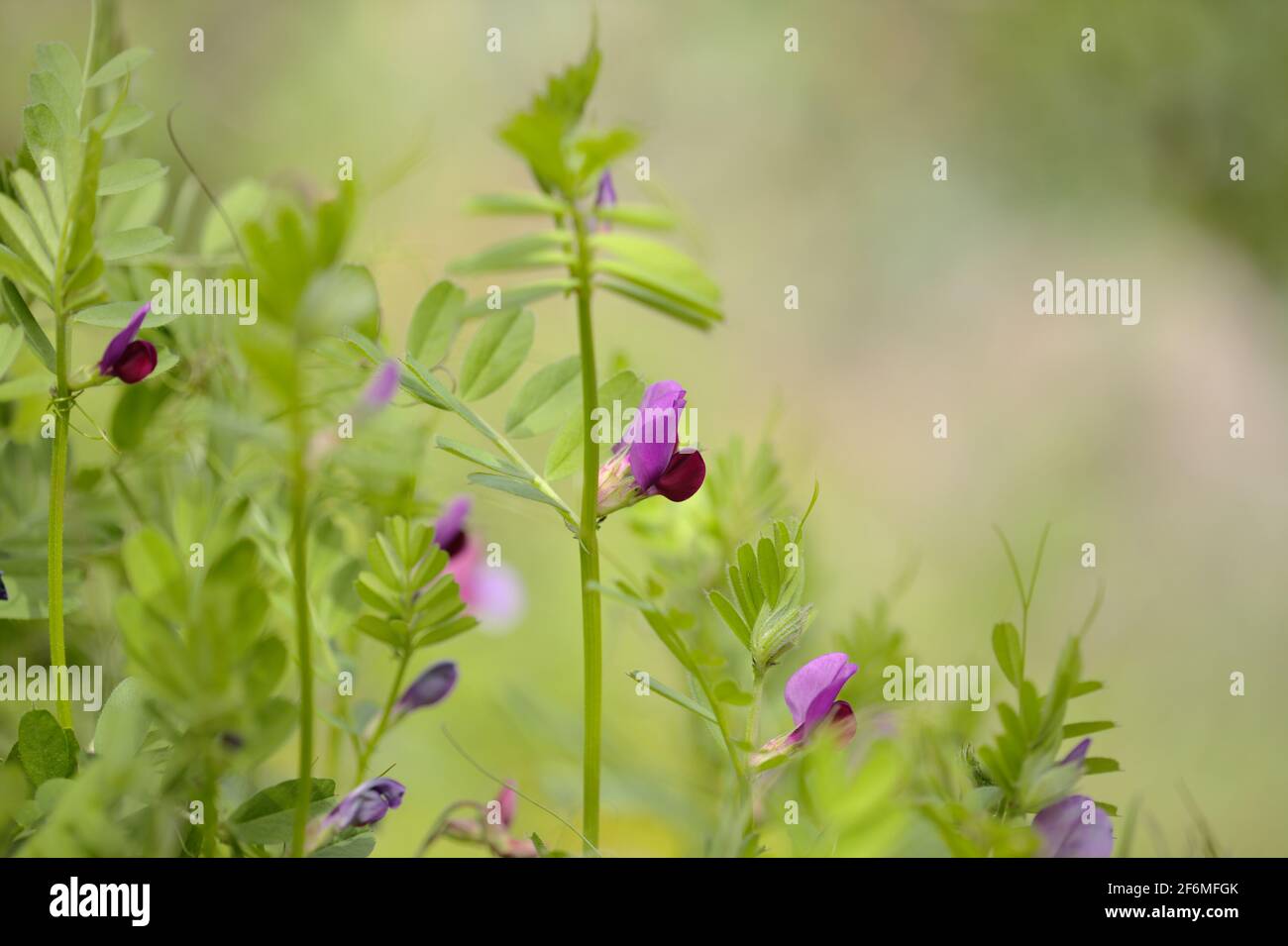 Flore de Gran Canaria - Vicia sativa, vesce naturel macro fond floral Banque D'Images
