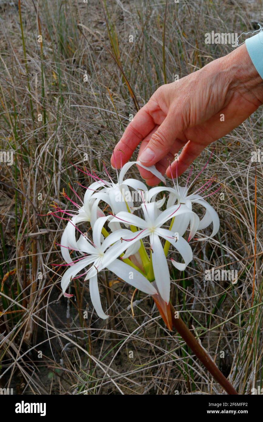 Lily à cordes, crinum americanum, qui grandit dans les everglades de Floride. Banque D'Images