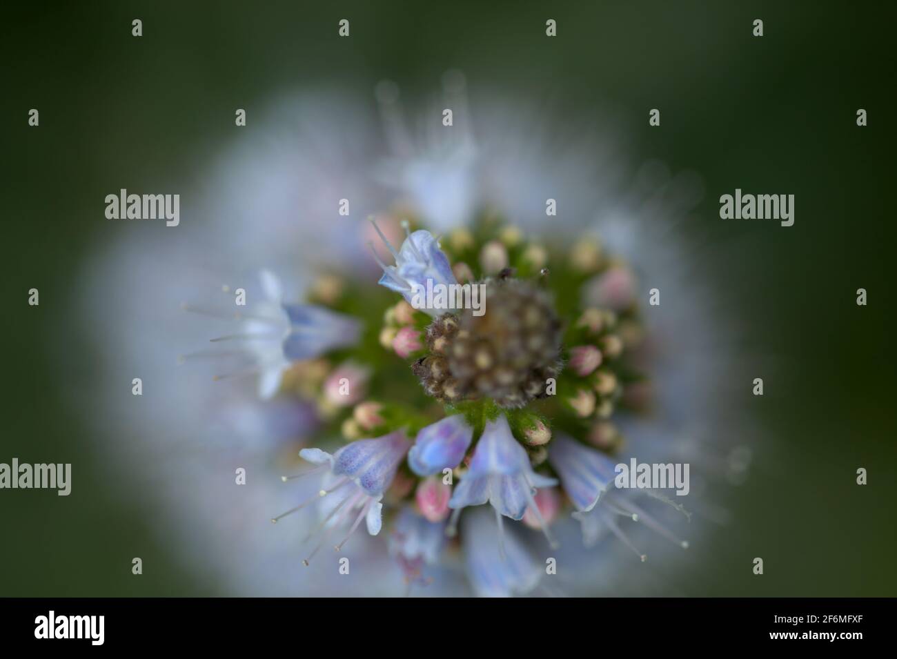 Flore de Gran Canaria - Echium callithyrsum, bugloss bleu de Gran Canaria ou de Tentenguada, endémique et vulnérable plante naturelle macro florale backgr Banque D'Images