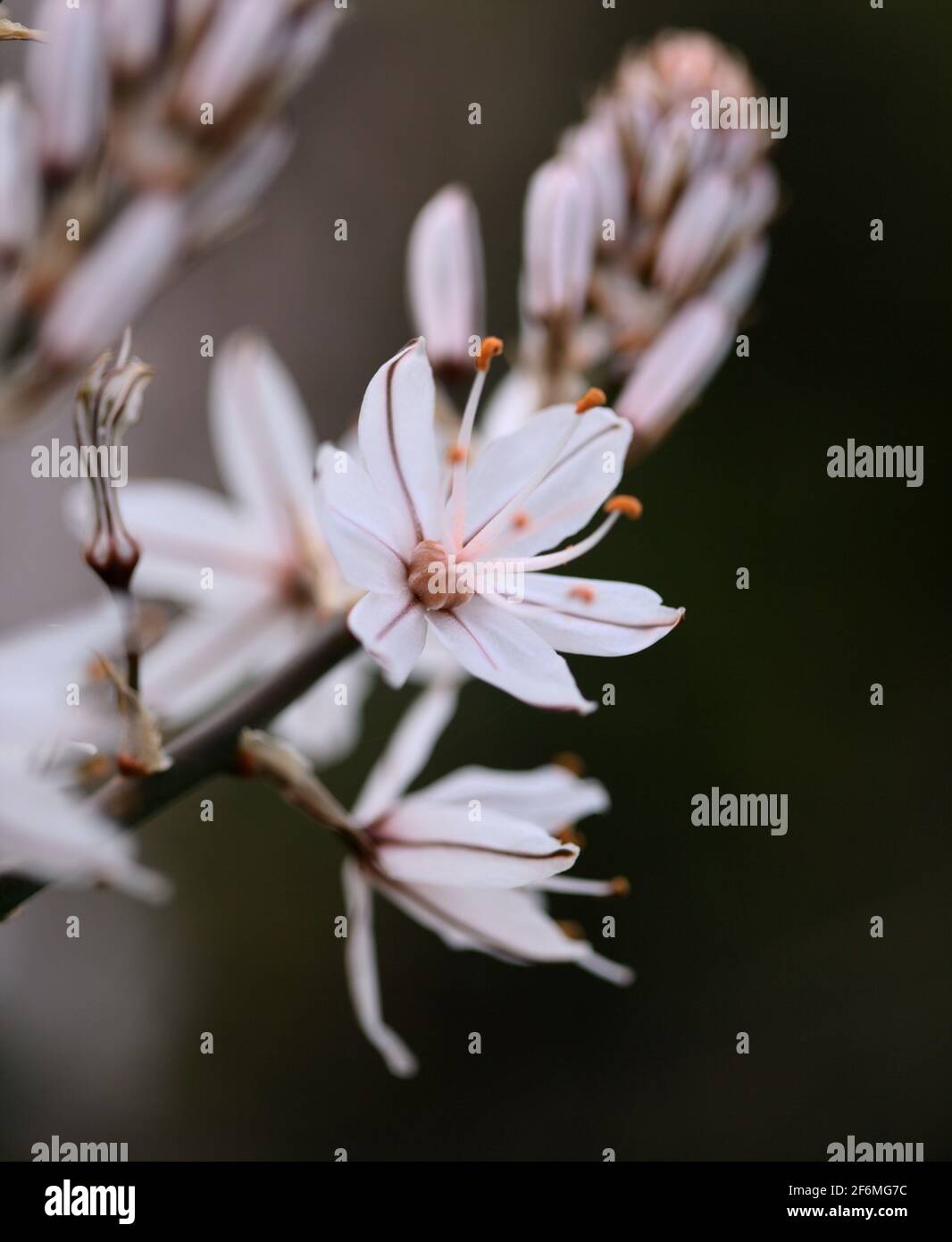 Flore de Gran Canaria - Asphodelus ramosus, également connu sous le nom d'asphodel ramifié fond floral Banque D'Images