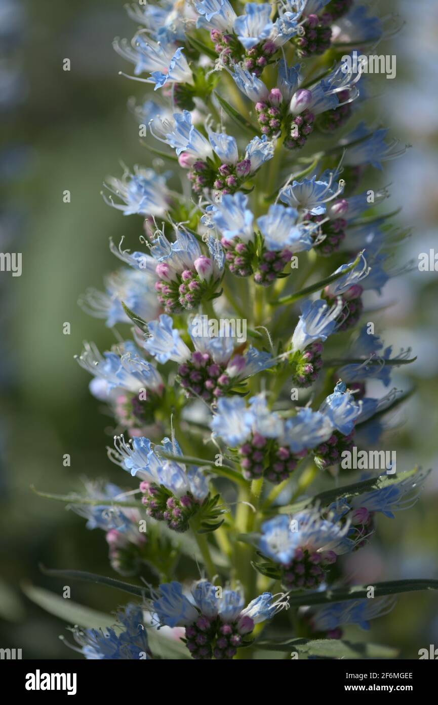 Flore de Gran Canaria - Echium callithyrsum, bugloss bleu de Gran Canaria ou de Tentenguada, endémique et vulnérable plante naturelle macro florale backgr Banque D'Images