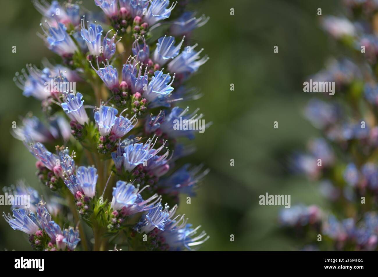 Flore de Gran Canaria - Echium callithyrsum, bugloss bleu de Gran Canaria ou de Tentenguada, endémique et vulnérable plante naturelle macro florale backgr Banque D'Images