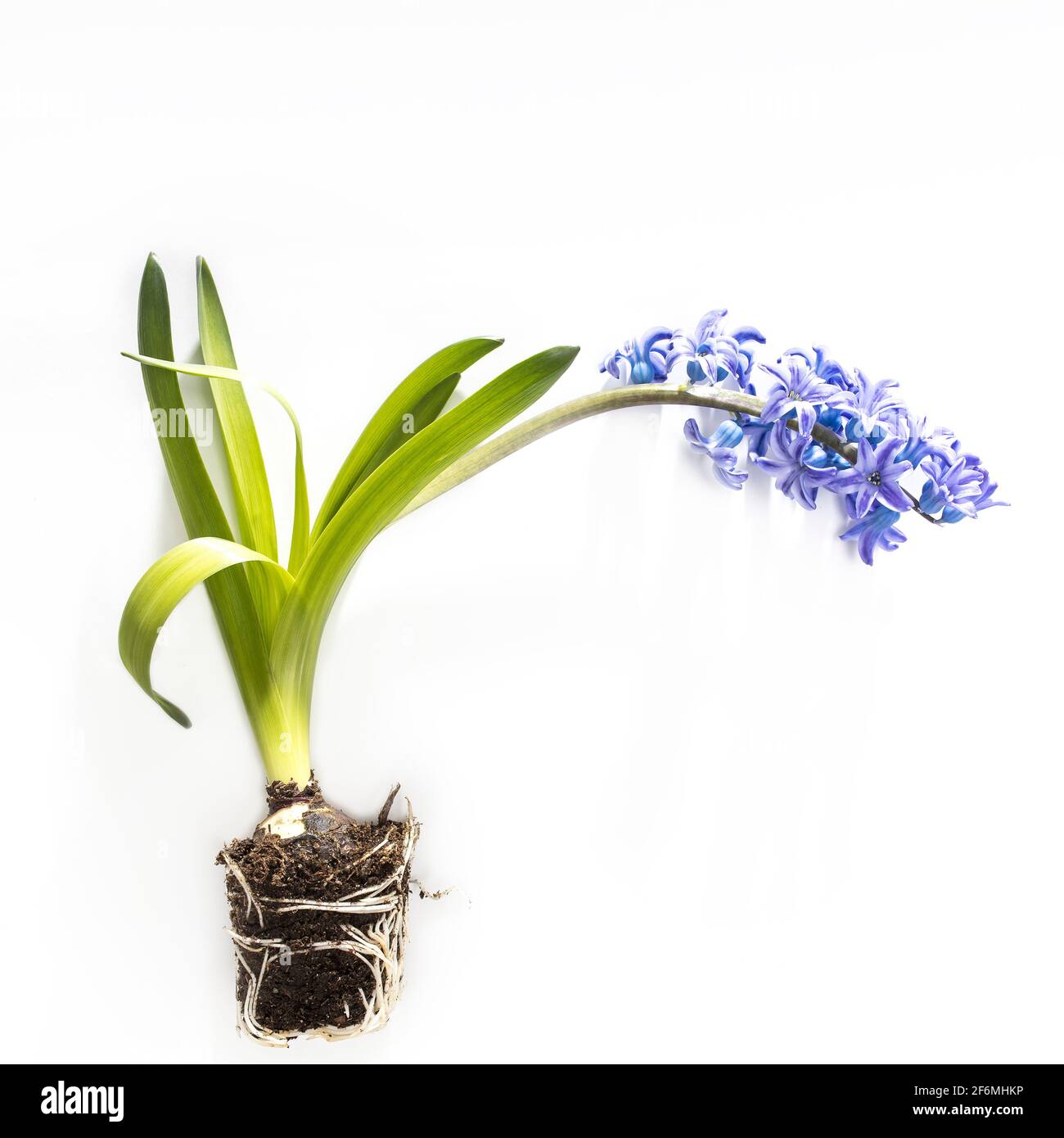 plante de jacinthe avec fleurs bleues, bulbes et racines sur fond blanc. Copier l'espace Banque D'Images