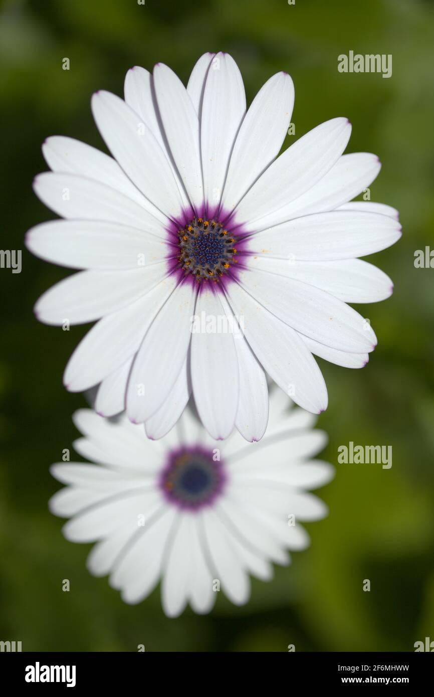 Floraison Osteospermum, fond floral naturel de Marguerite africaine Banque D'Images