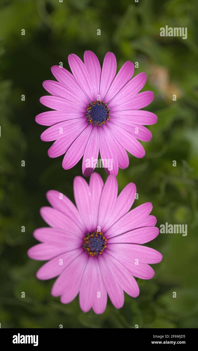 Floraison Osteospermum, fond floral naturel de Marguerite africaine Banque D'Images