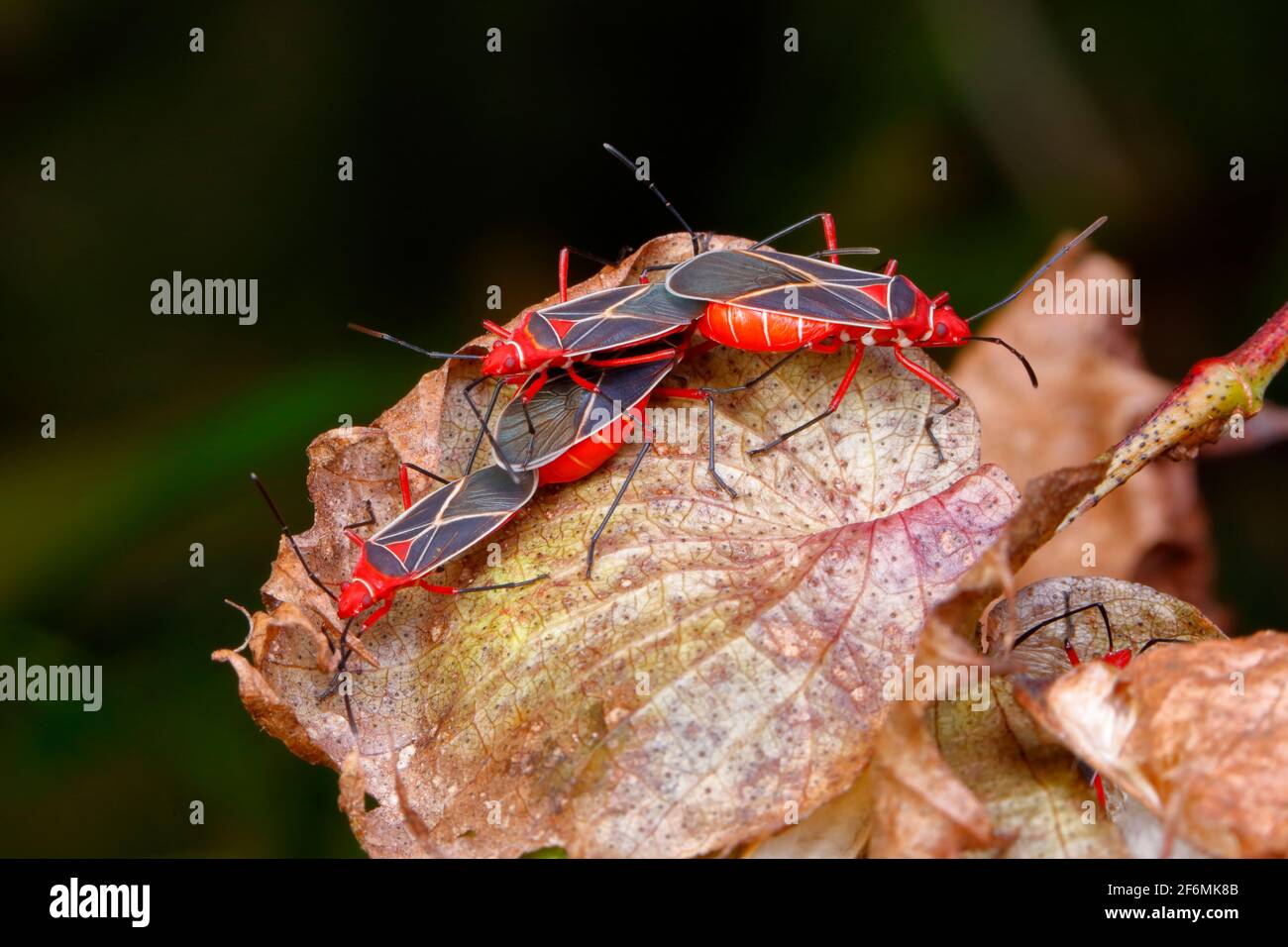 Colorants de coton adultes homologues, Dysdercus suturellus, sur le coton sauvage. Banque D'Images