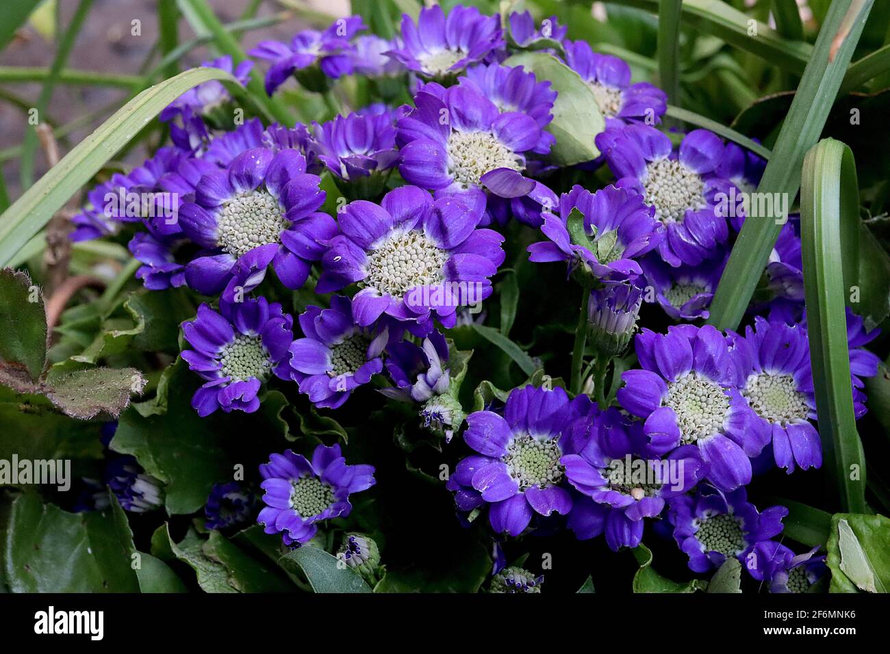 Cineraria Senecio cruentus hybride Pericallis, Florist’s cineraria, violet profond petit pétales de fleurs de type pâquerette aux pétales de rose, avril, Banque D'Images